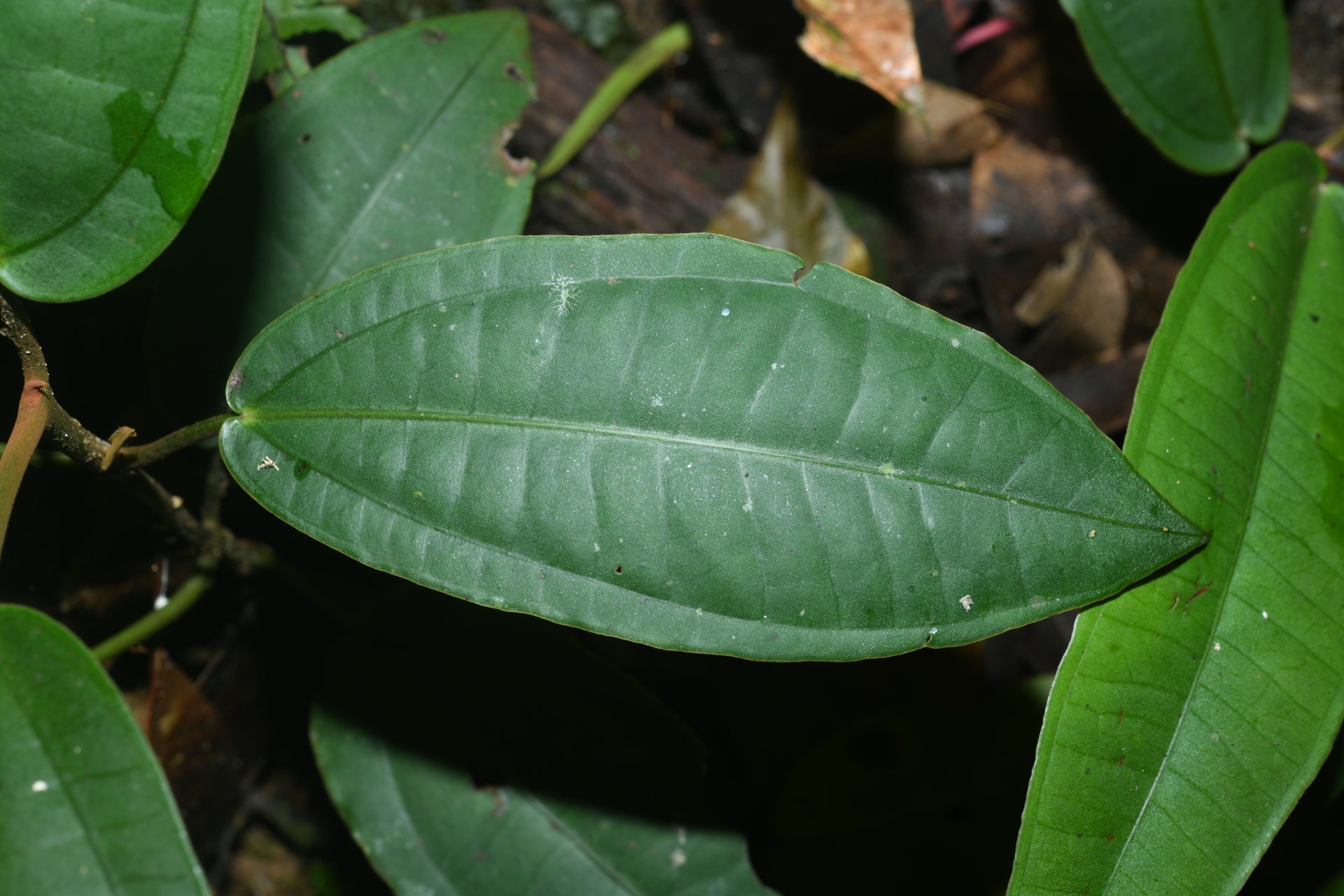 Miconia cacatin (Aubl.) S.S.Renner - Photo Bivouac Naturaliste