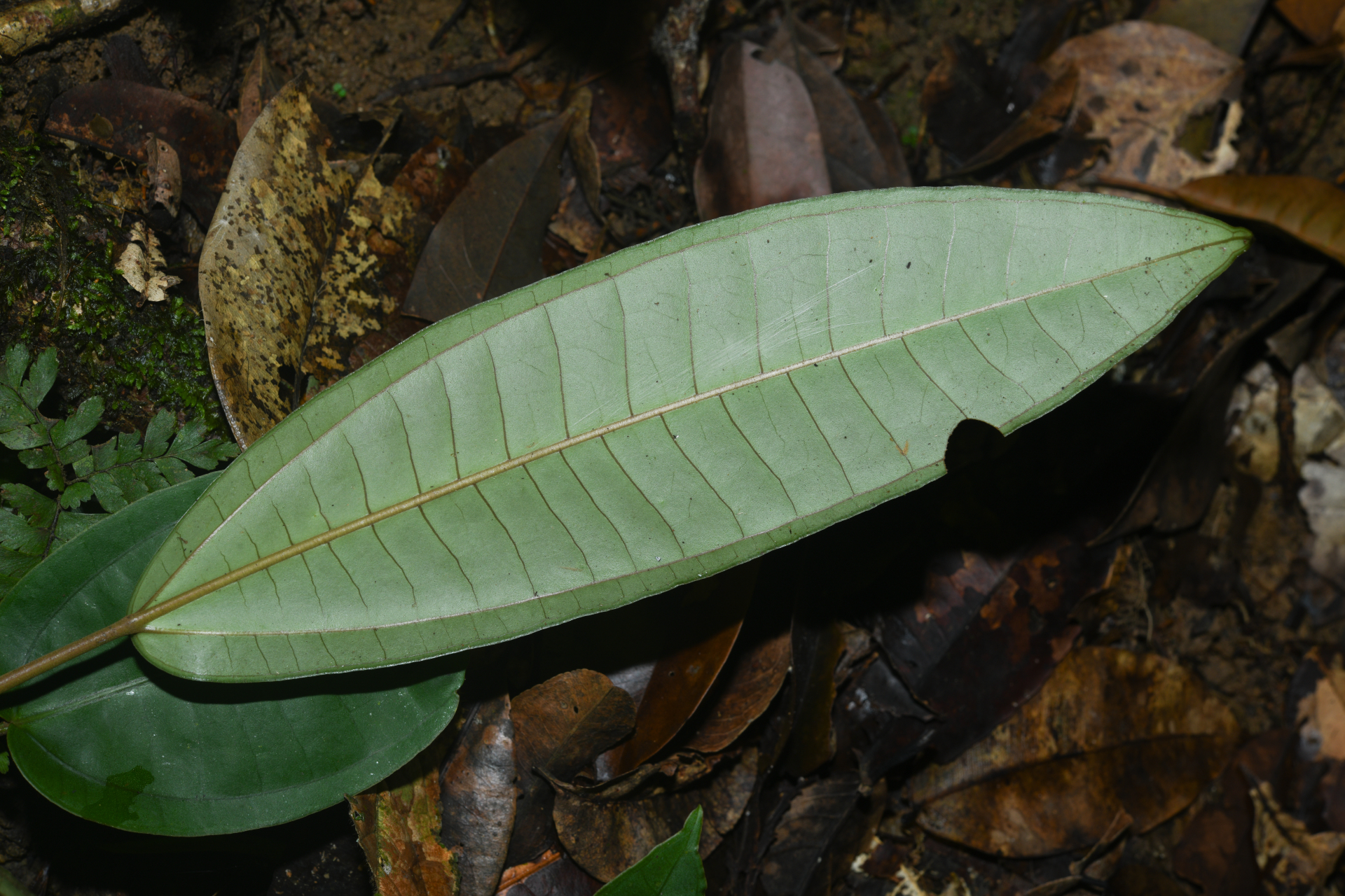 Miconia cacatin (Aubl.) S.S.Renner - Photo Bivouac Naturaliste