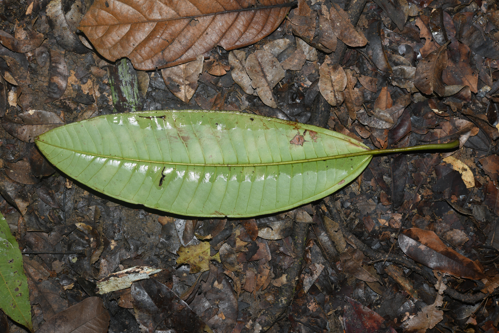 Miconia cacatin (Aubl.) S.S.Renner - Photo Bivouac Naturaliste