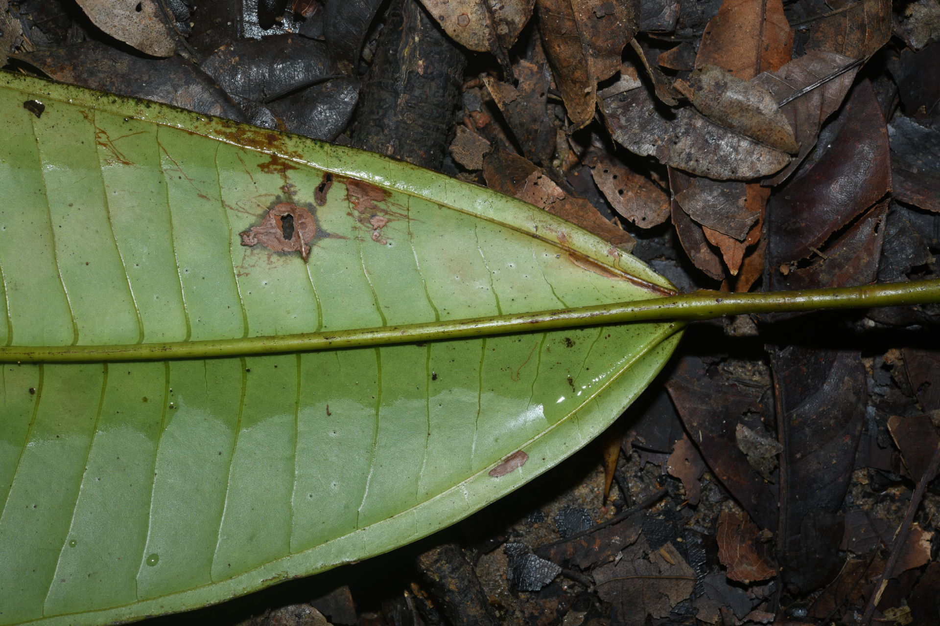 Miconia cacatin (Aubl.) S.S.Renner - Photo Bivouac Naturaliste
