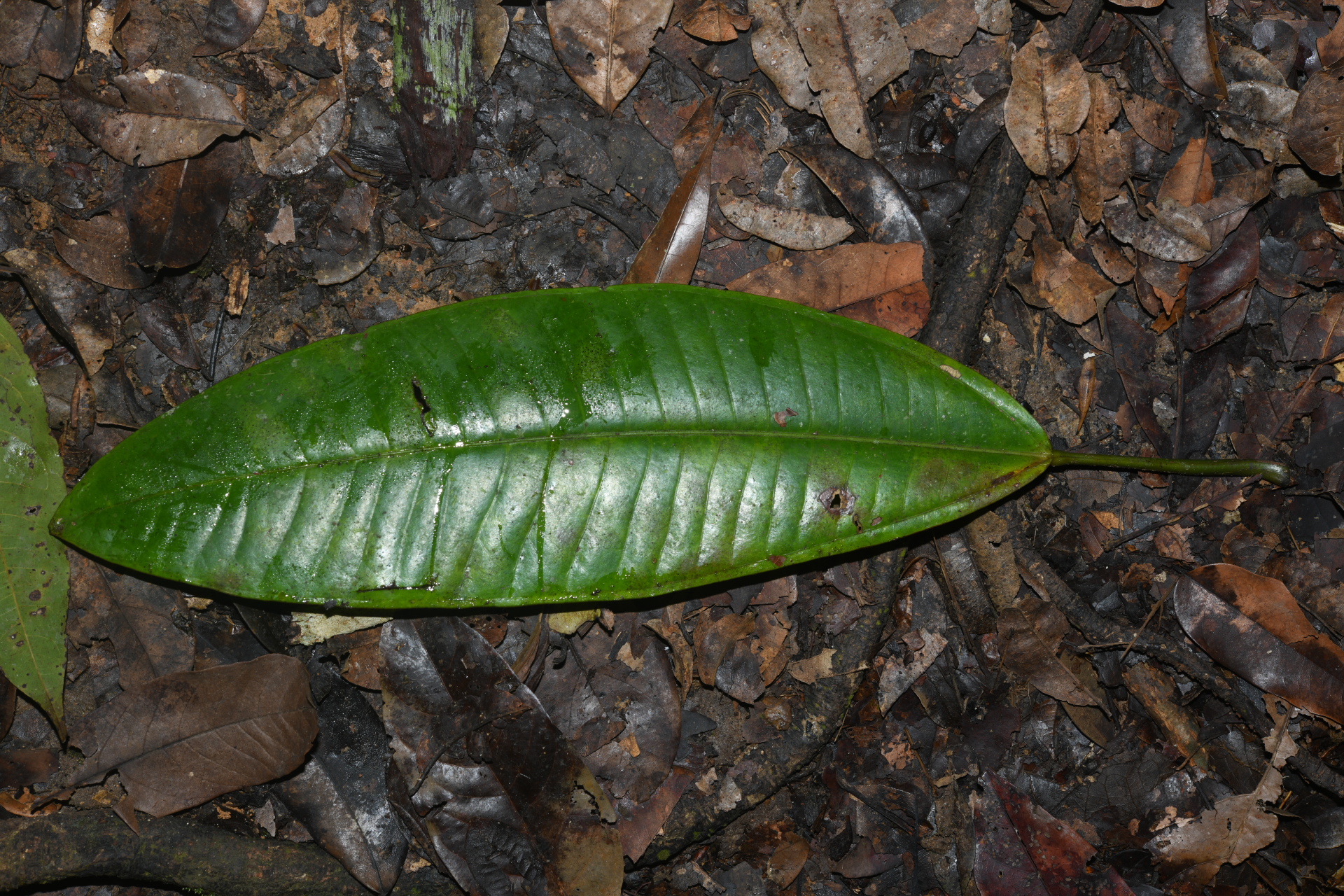 Miconia cacatin (Aubl.) S.S.Renner - Photo Bivouac Naturaliste