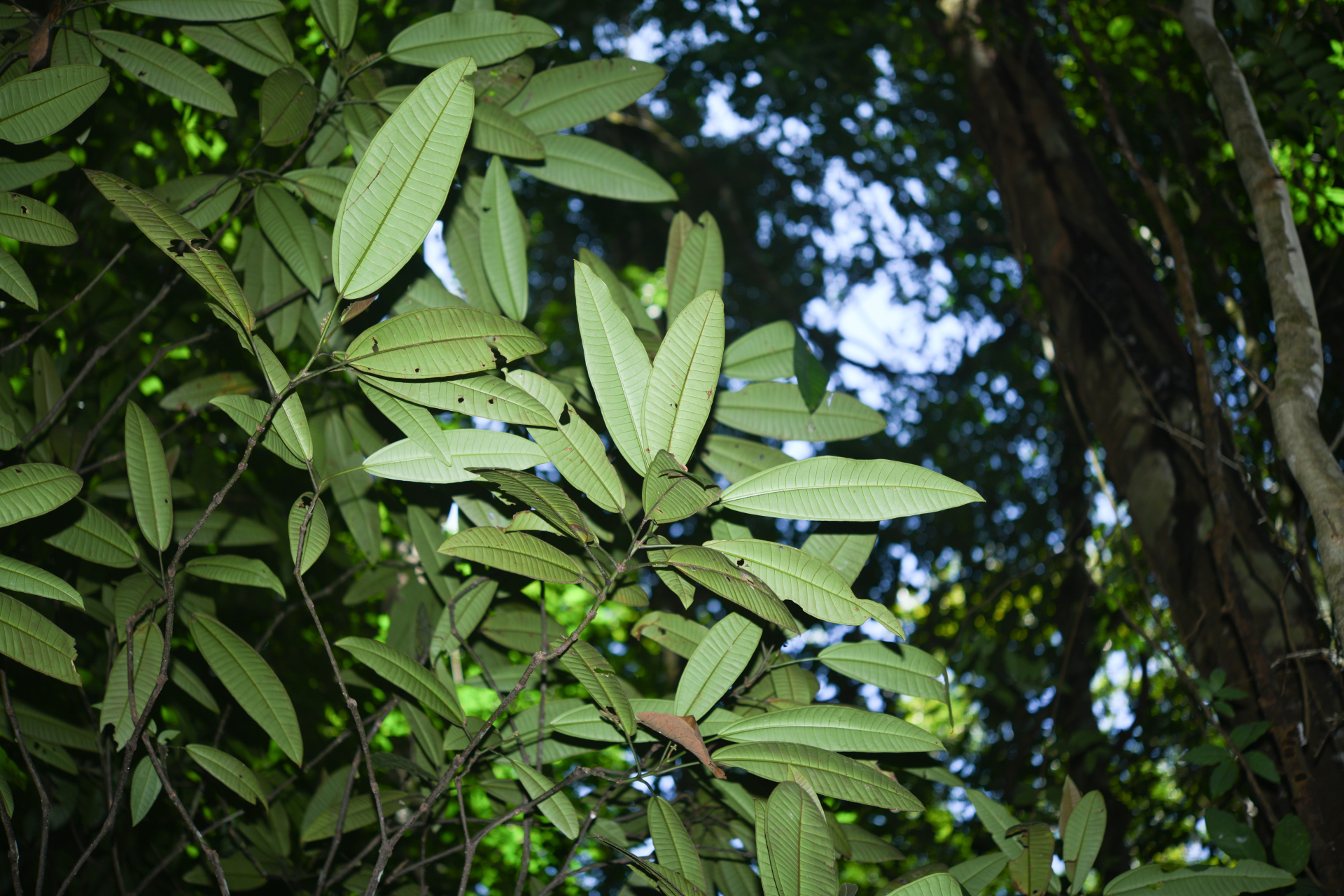 Miconia cacatin (Aubl.) S.S.Renner - Photo Bivouac Naturaliste