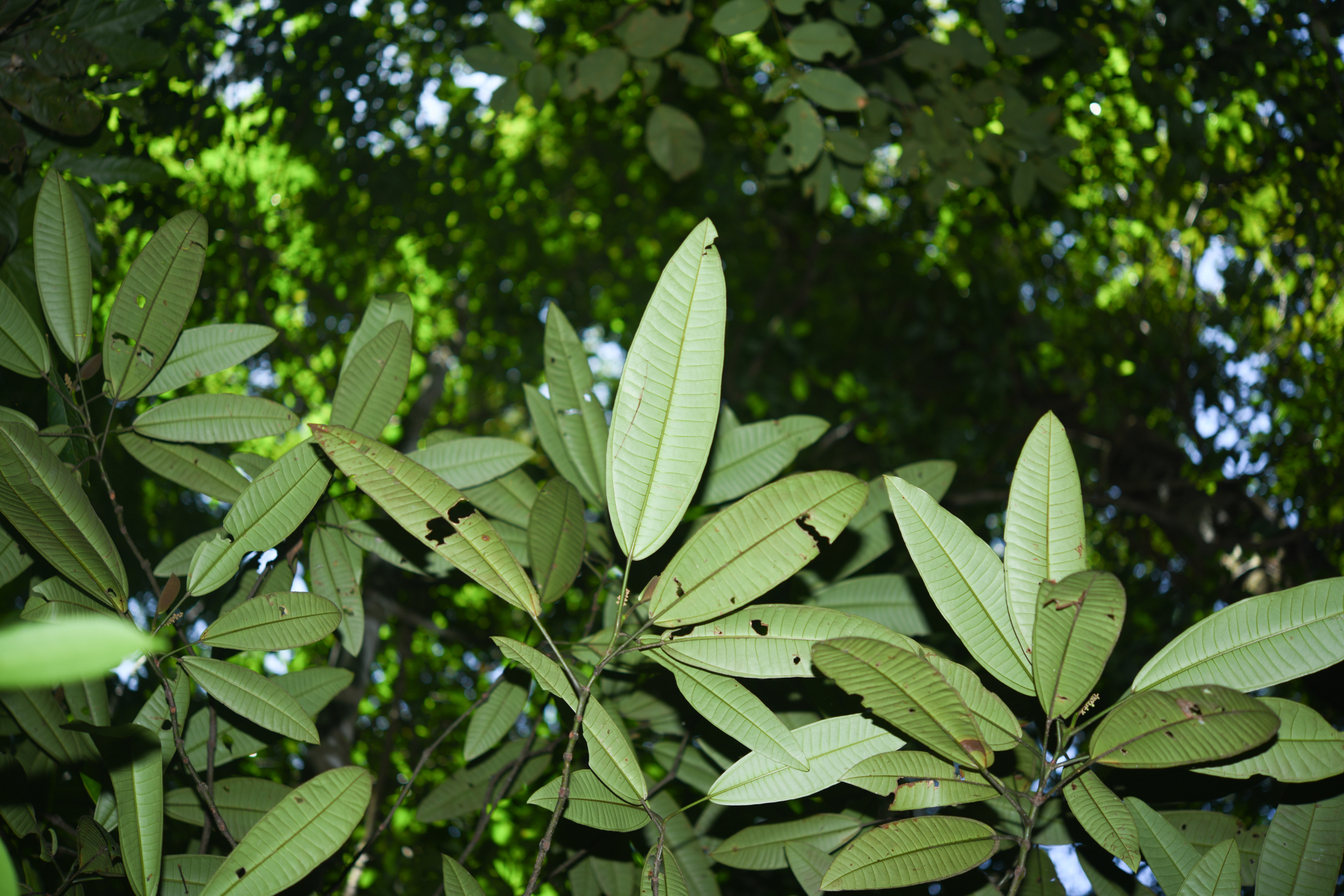 Miconia cacatin (Aubl.) S.S.Renner - Photo Bivouac Naturaliste