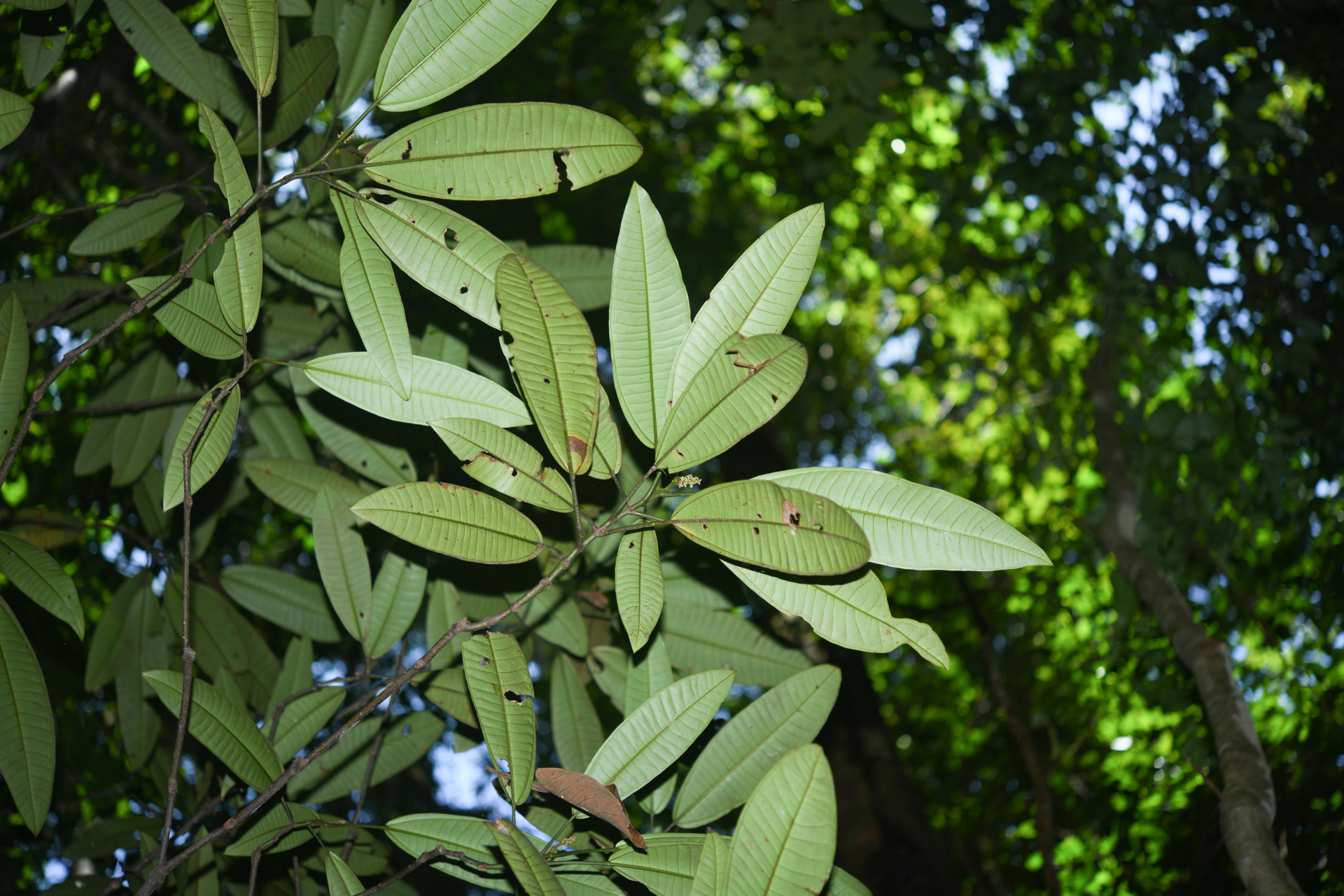 Miconia cacatin (Aubl.) S.S.Renner - Photo Bivouac Naturaliste