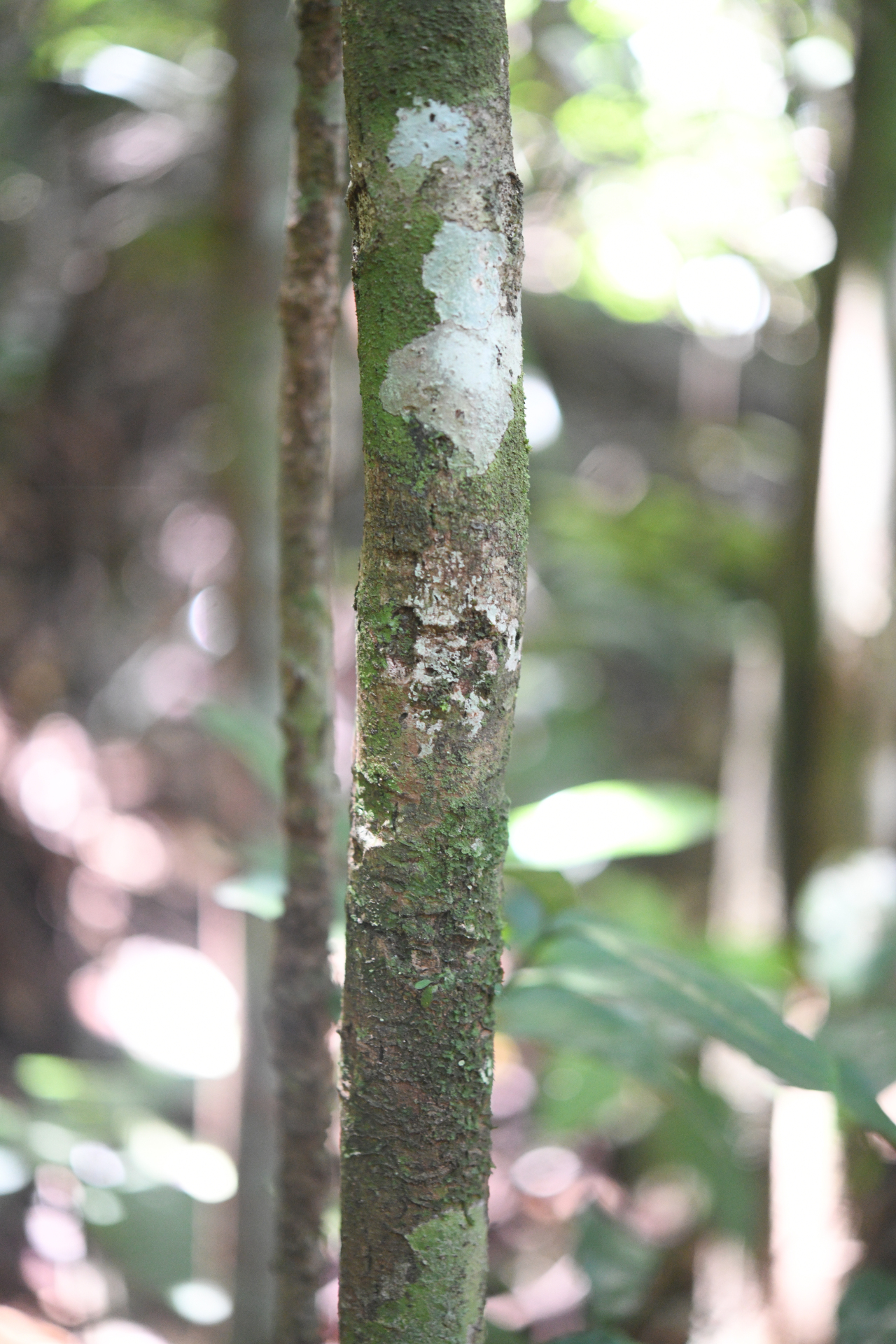 Miconia cacatin (Aubl.) S.S.Renner - Photo Bivouac Naturaliste