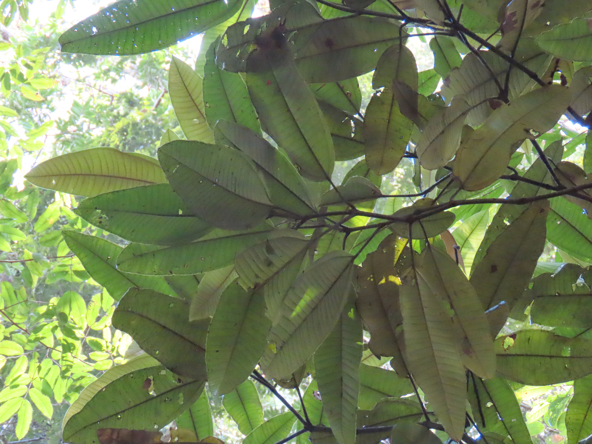 Miconia cacatin (Aubl.) S.S.Renner - Photo Bivouac Naturaliste