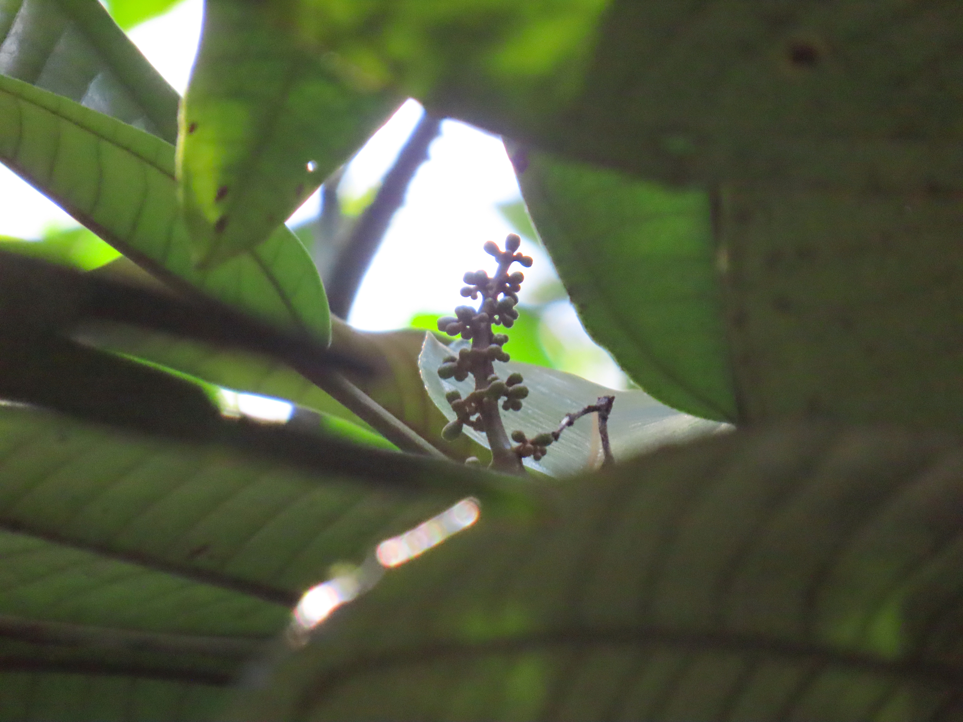 Miconia cacatin (Aubl.) S.S.Renner - Photo Bivouac Naturaliste