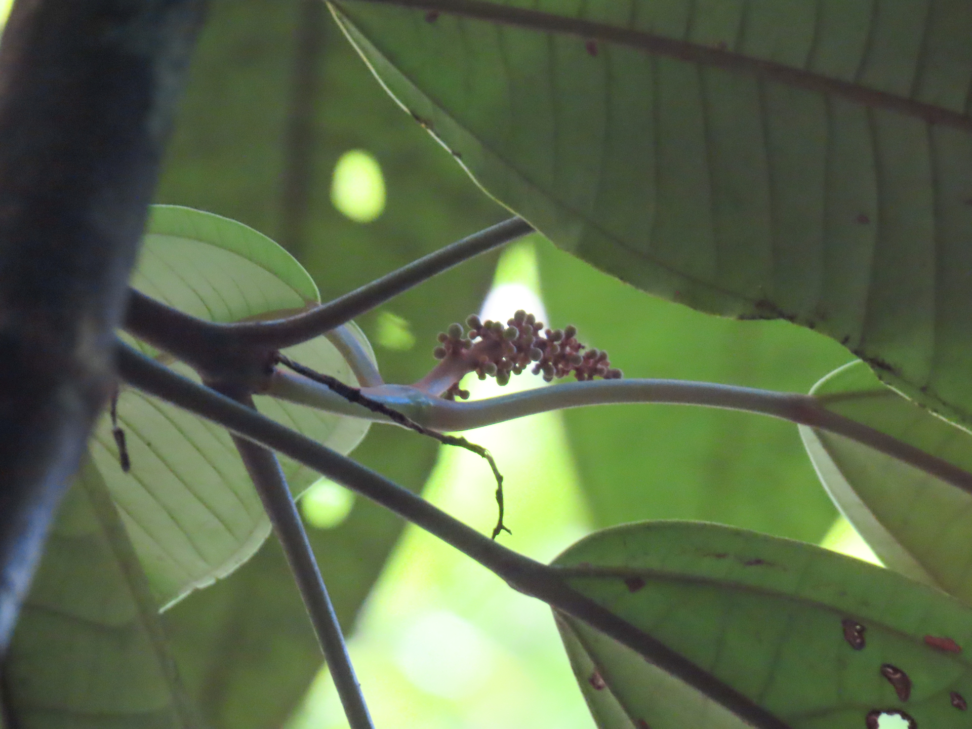 Miconia cacatin (Aubl.) S.S.Renner - Photo Bivouac Naturaliste