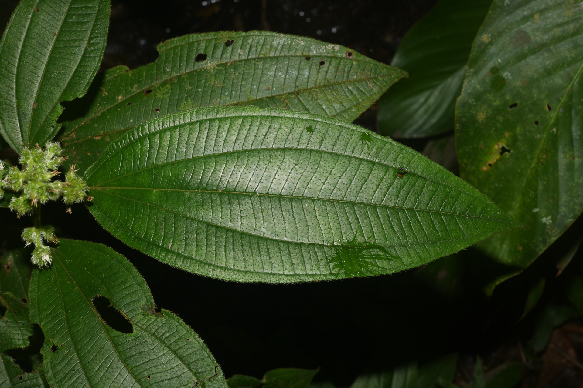 Miconia bracteata (DC.) Triana - Photo Bivouac Naturaliste