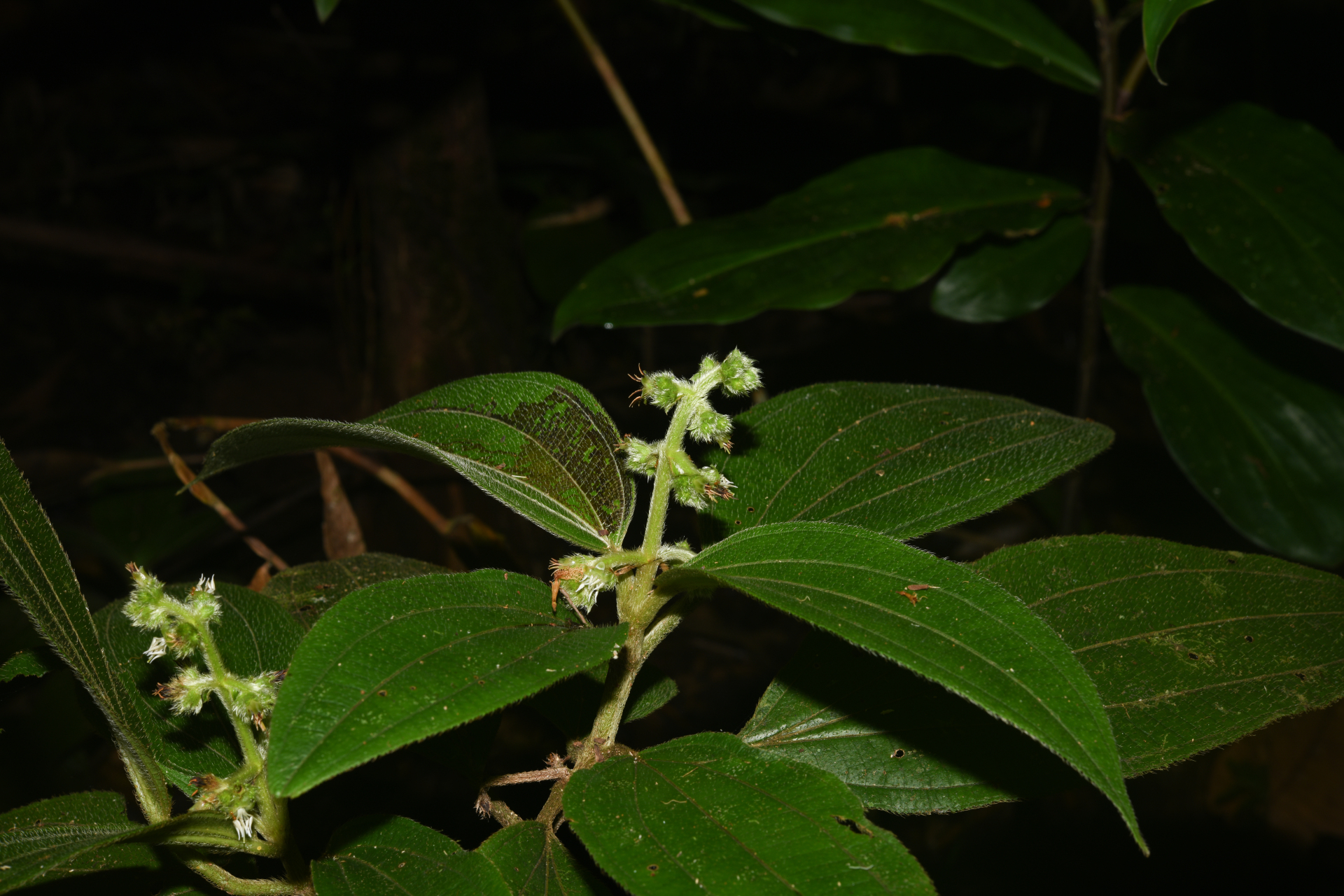 Miconia bracteata (DC.) Triana - Photo Bivouac Naturaliste