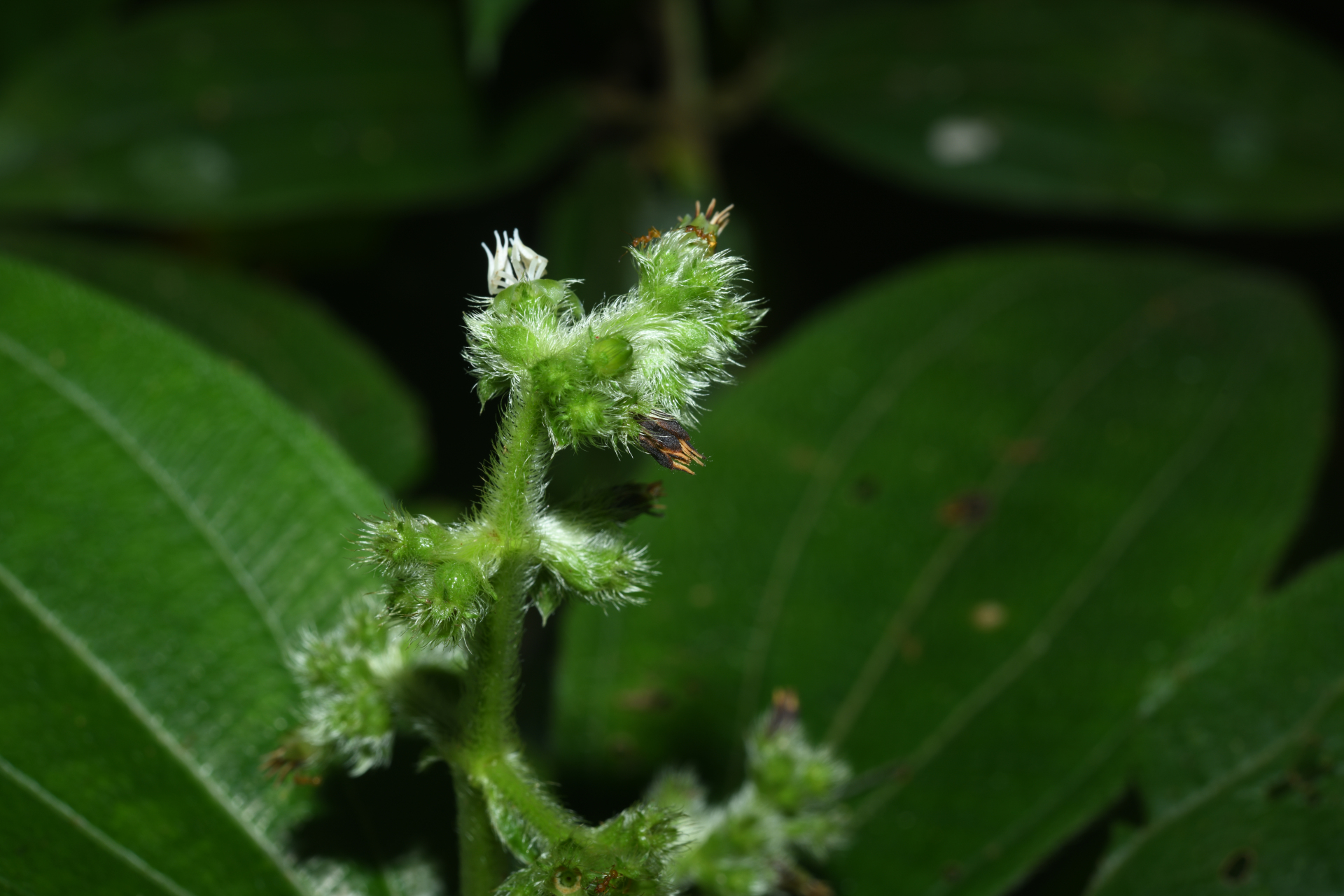 Miconia bracteata (DC.) Triana - Photo Bivouac Naturaliste