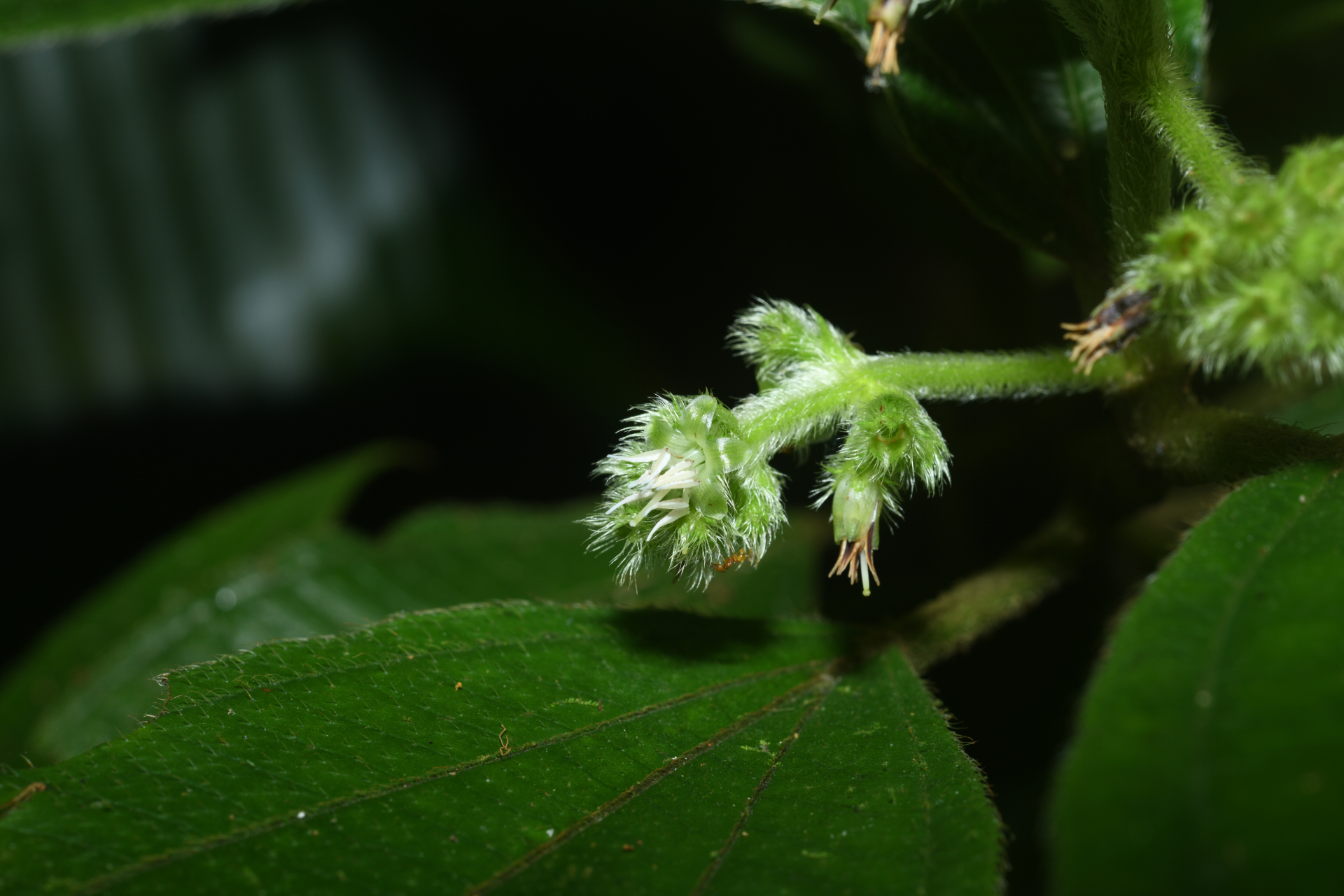 Miconia bracteata (DC.) Triana - Photo Bivouac Naturaliste