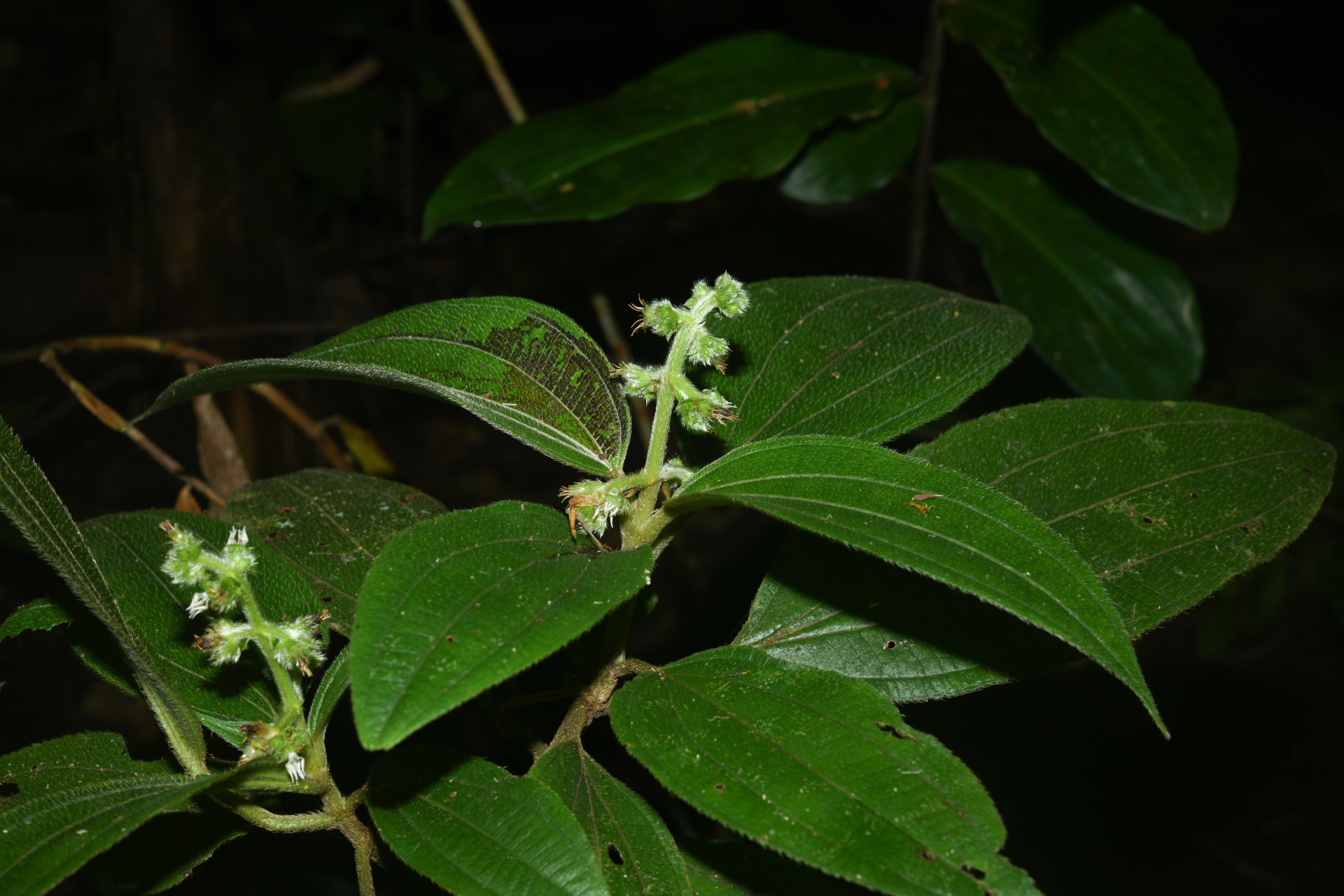 Miconia bracteata (DC.) Triana - Photo Bivouac Naturaliste