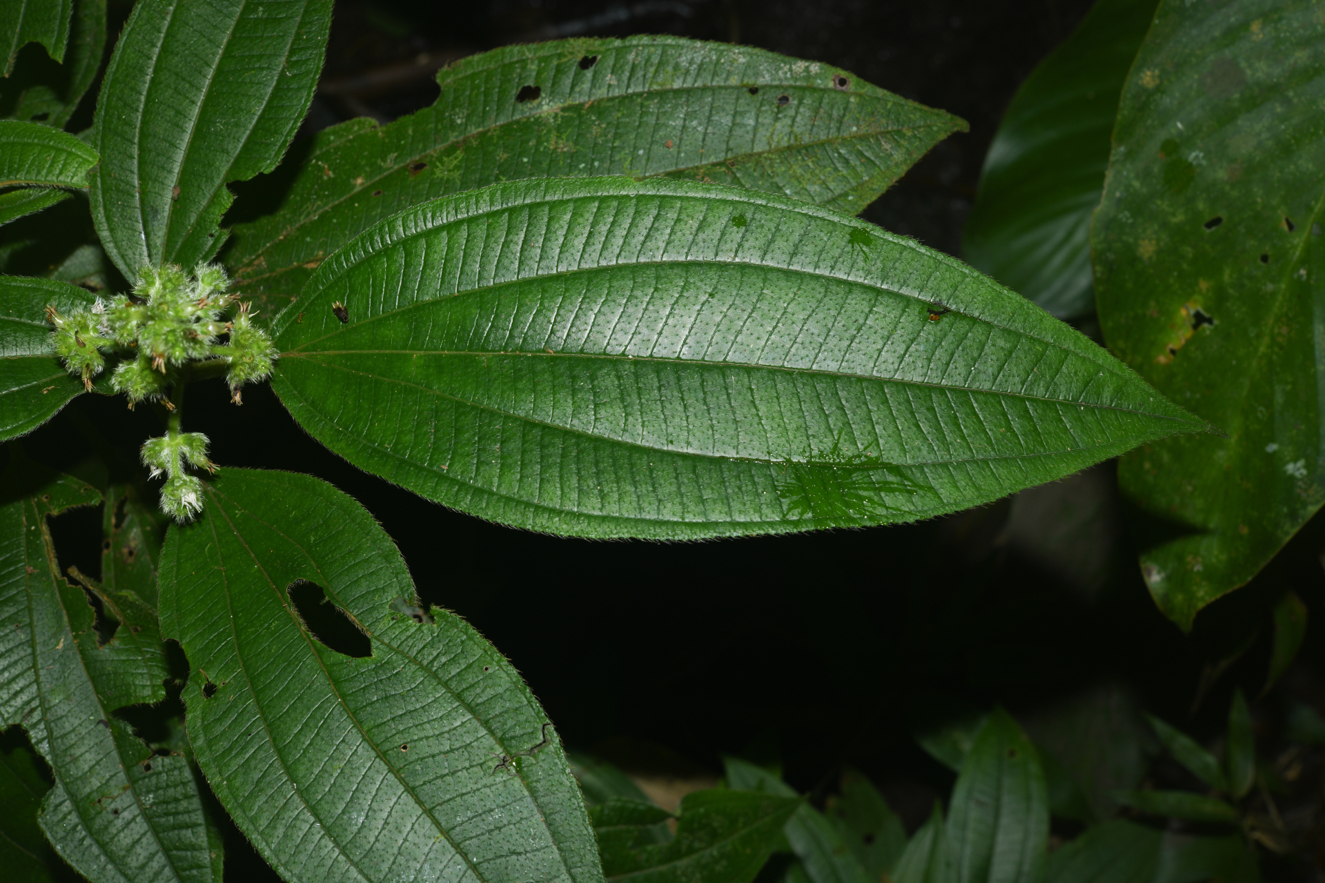 Miconia bracteata (DC.) Triana - Photo Bivouac Naturaliste
