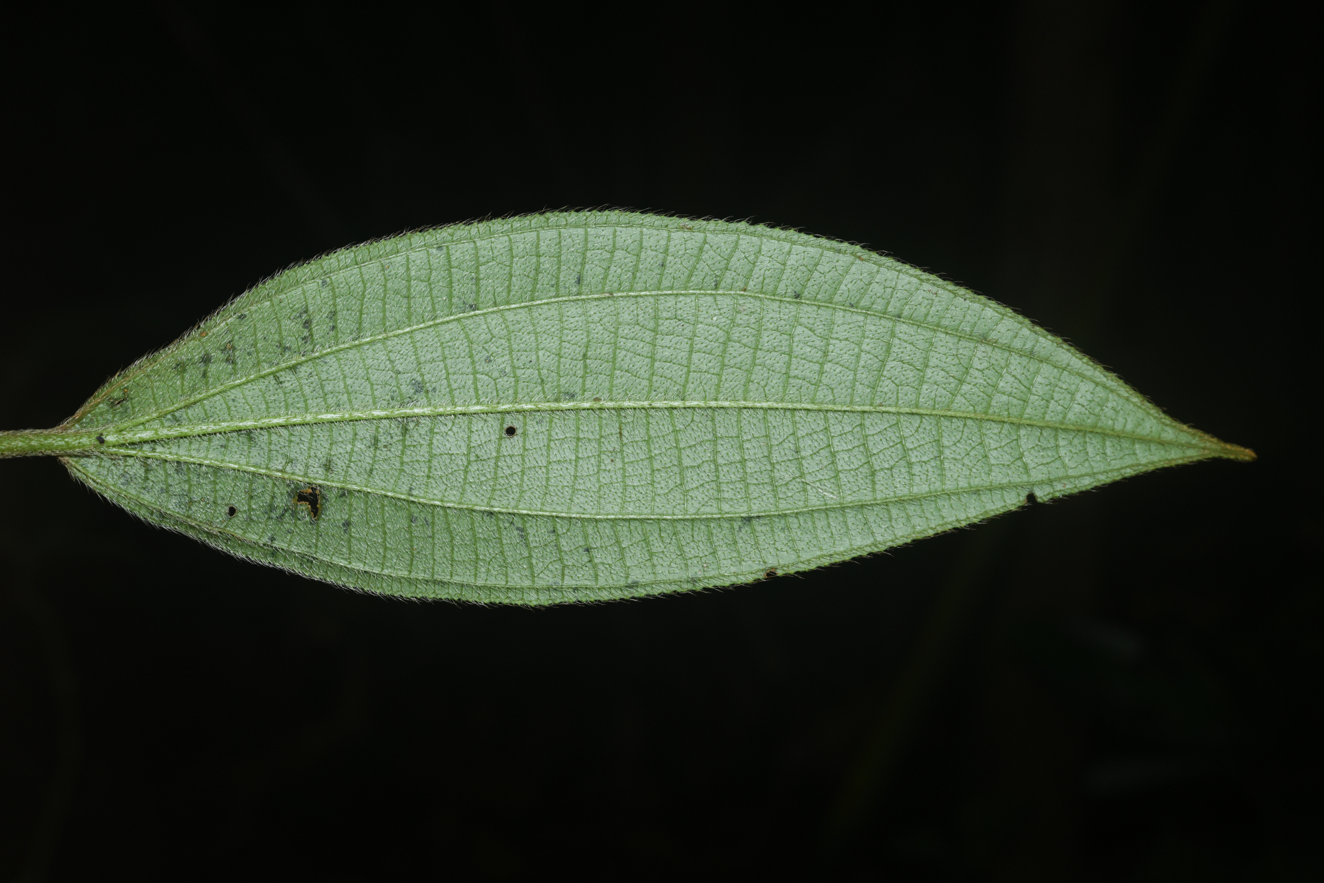 Miconia bracteata (DC.) Triana - Photo Bivouac Naturaliste