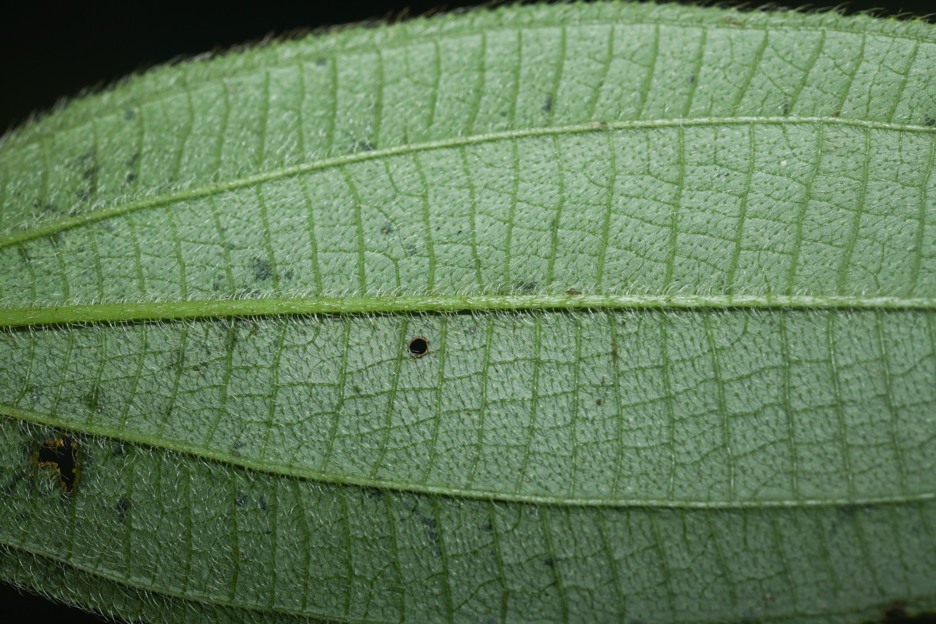 Miconia bracteata (DC.) Triana - Photo Bivouac Naturaliste