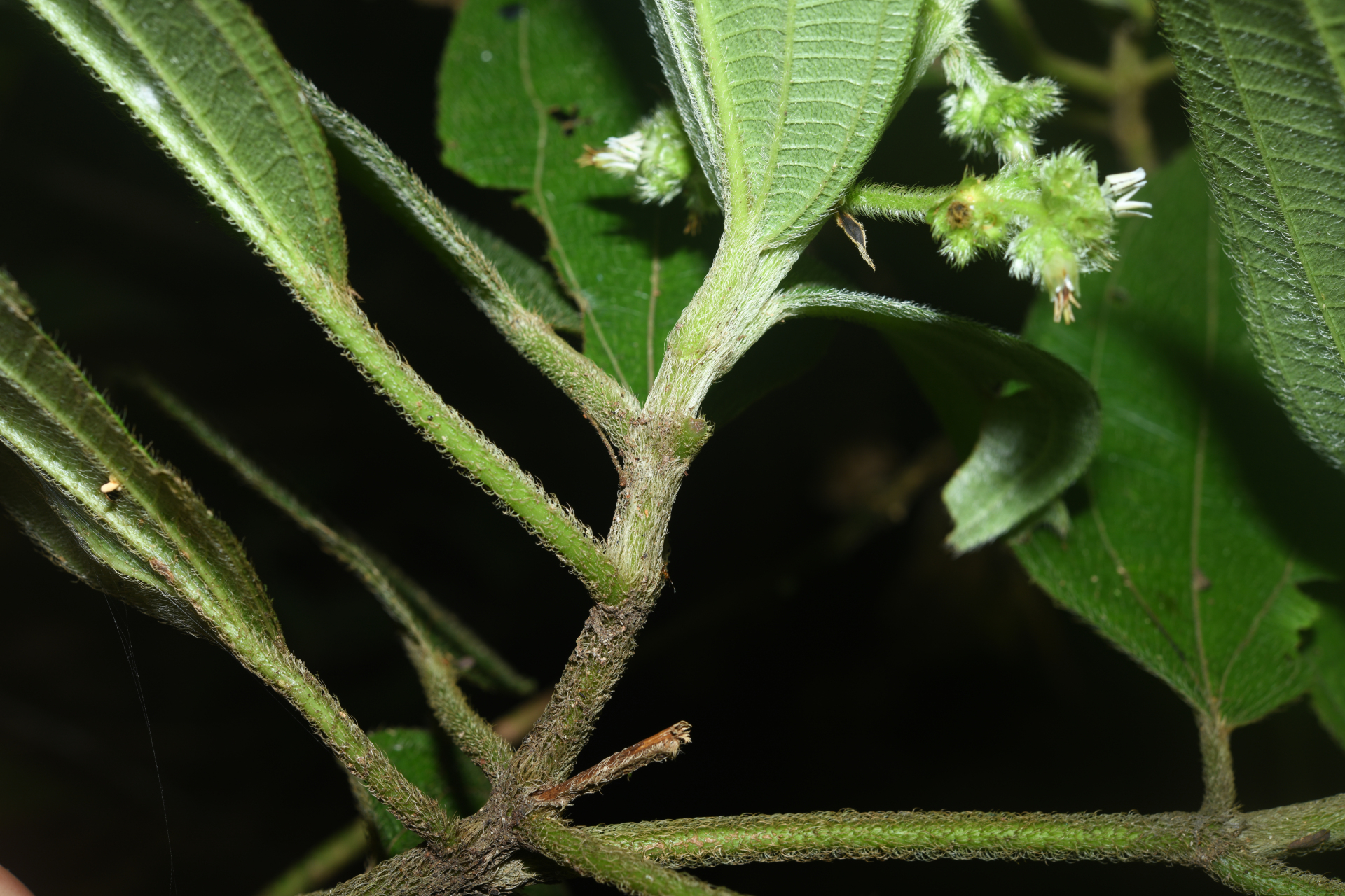 Miconia bracteata (DC.) Triana - Photo Bivouac Naturaliste