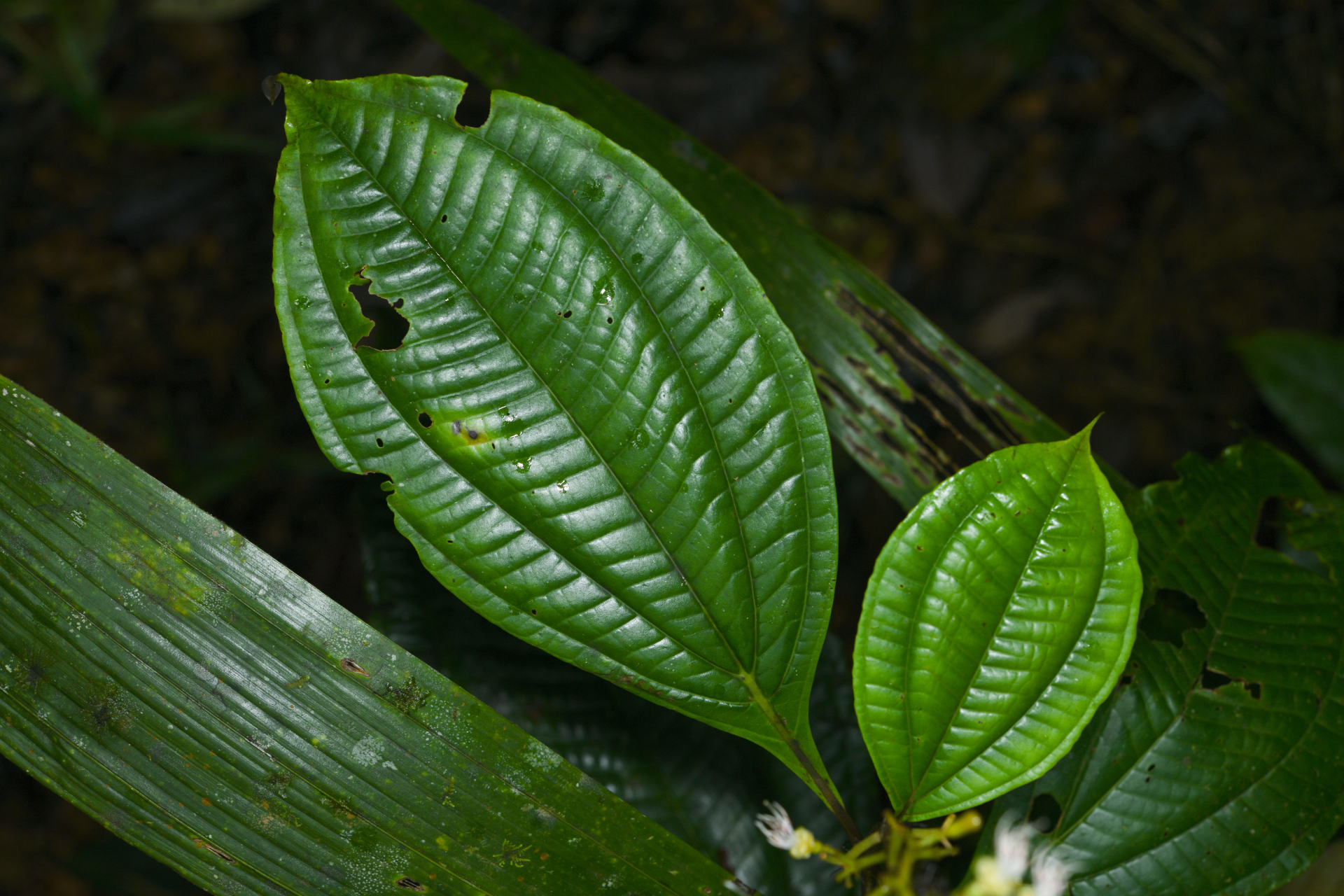 Miconia oldemanii Wurdack - Photo Bivouac Naturaliste