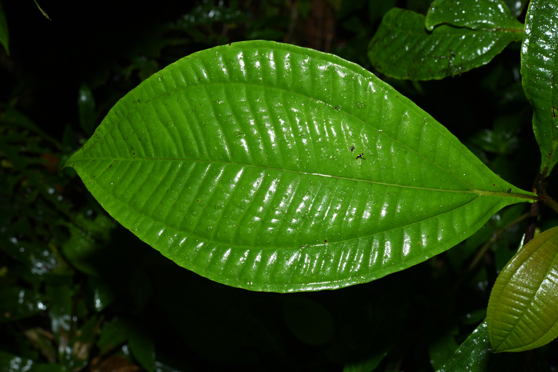 Miconia oldemanii Wurdack - Photo Bivouac Naturaliste