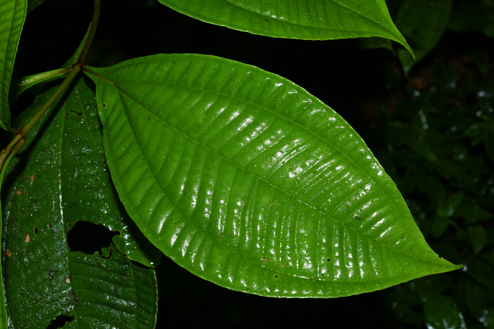 Miconia oldemanii Wurdack - Photo Bivouac Naturaliste