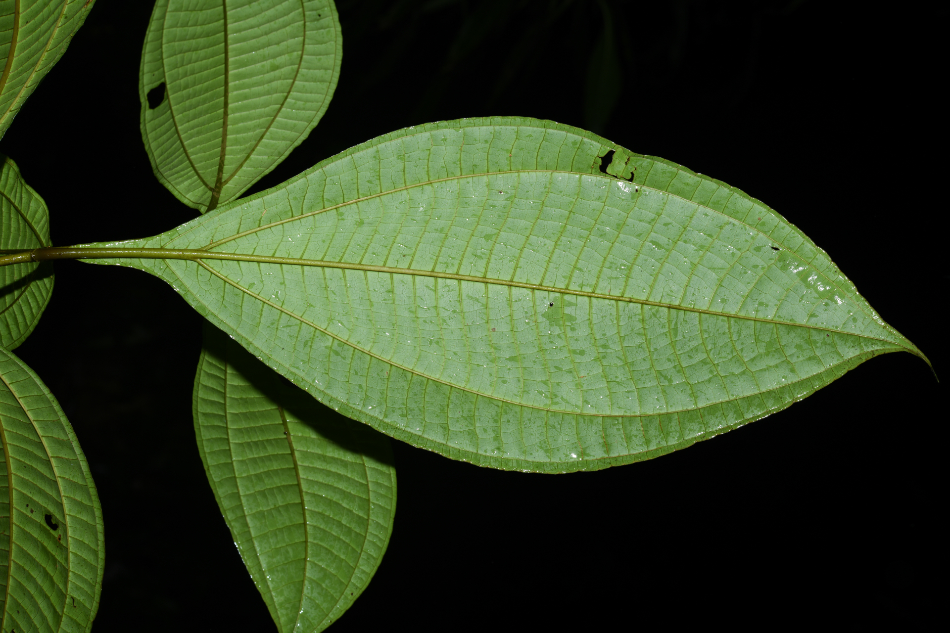 Miconia oldemanii Wurdack - Photo Bivouac Naturaliste