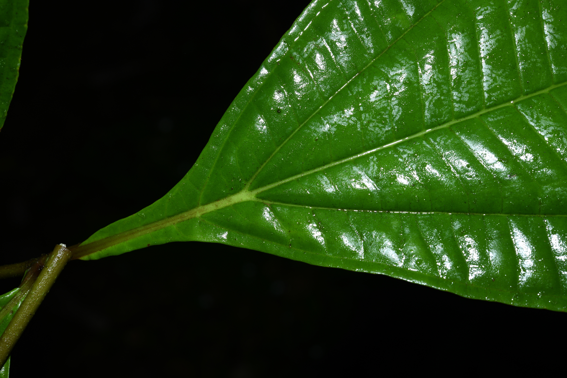 Miconia oldemanii Wurdack - Photo Bivouac Naturaliste