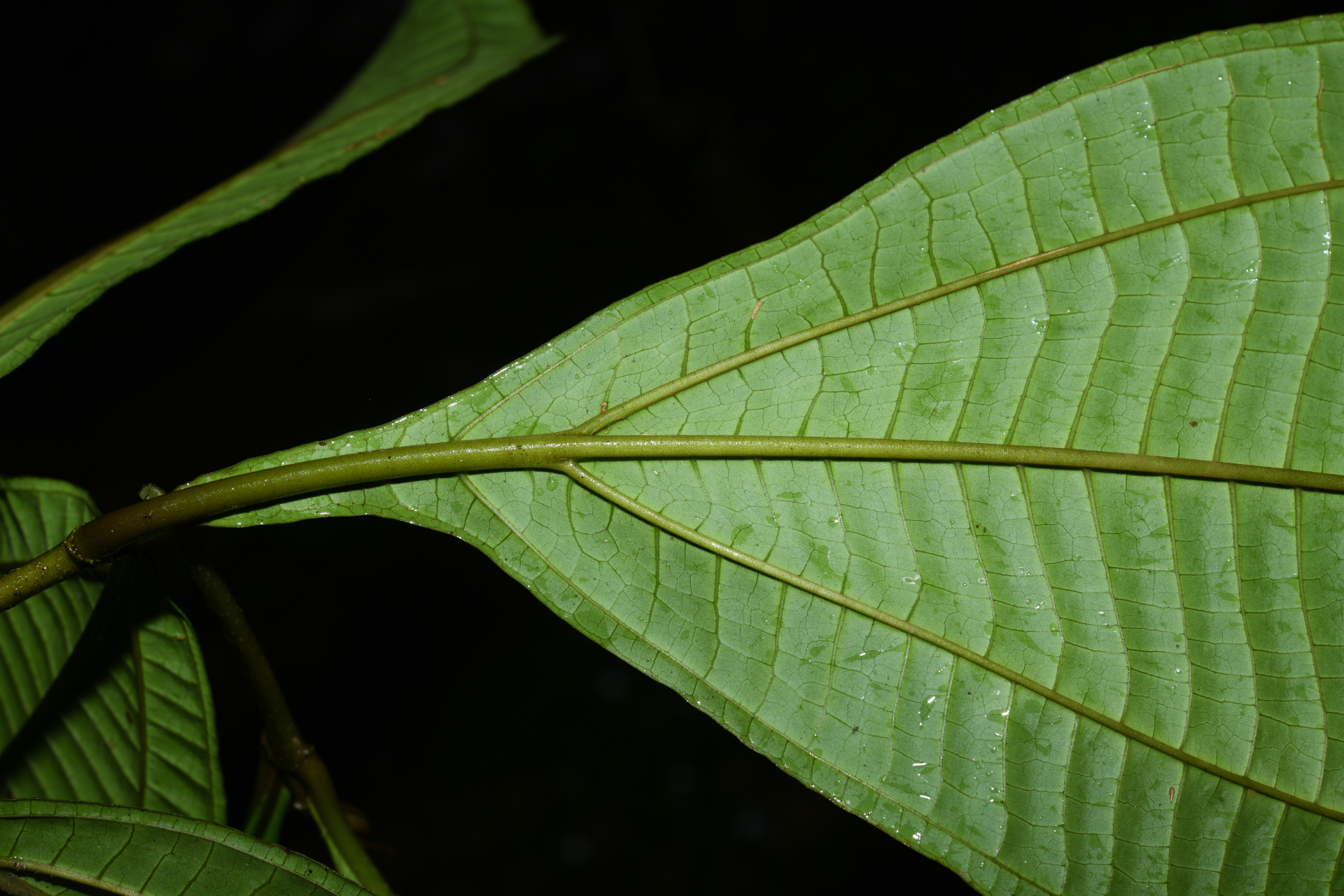 Miconia oldemanii Wurdack - Photo Bivouac Naturaliste