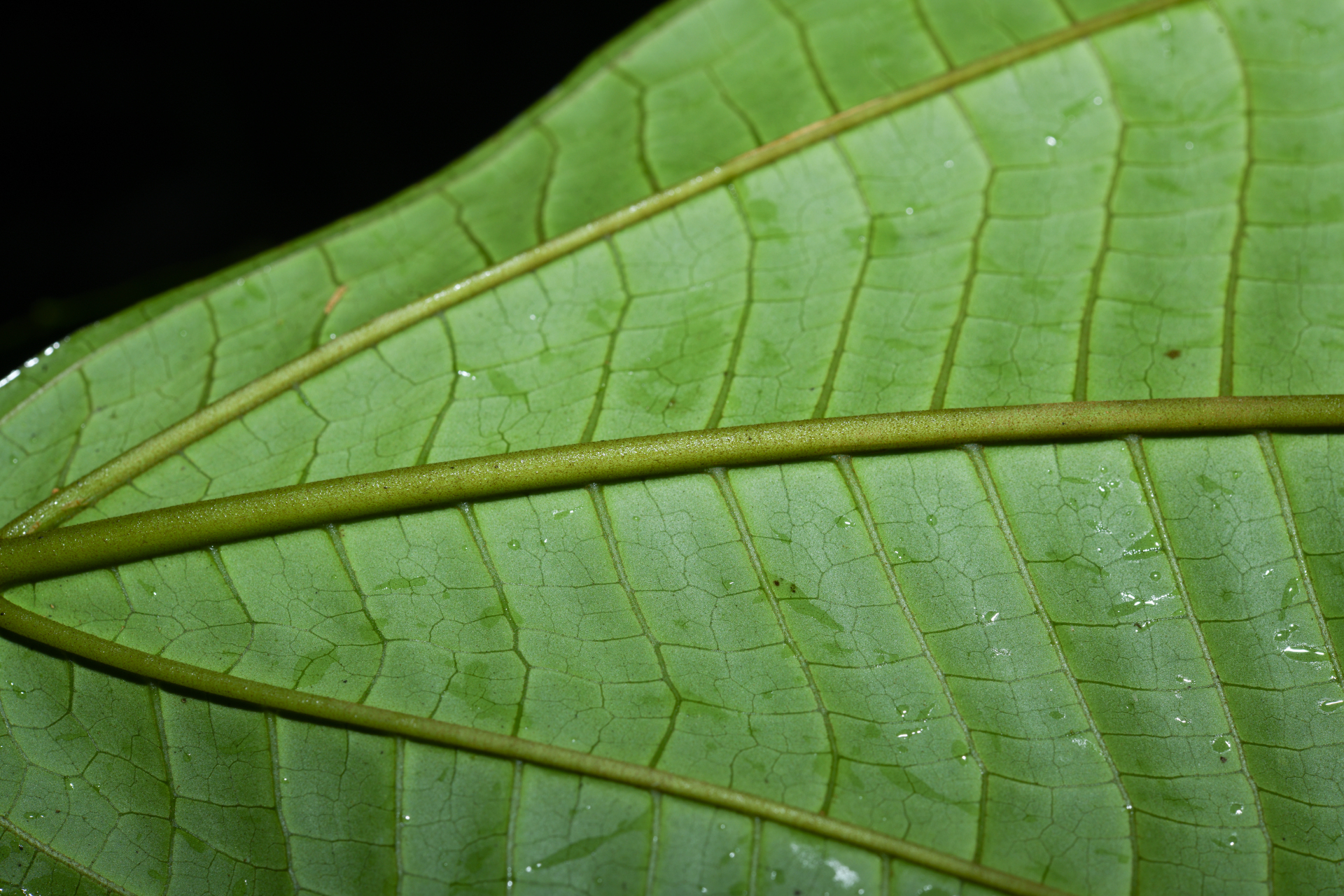 Miconia oldemanii Wurdack - Photo Bivouac Naturaliste