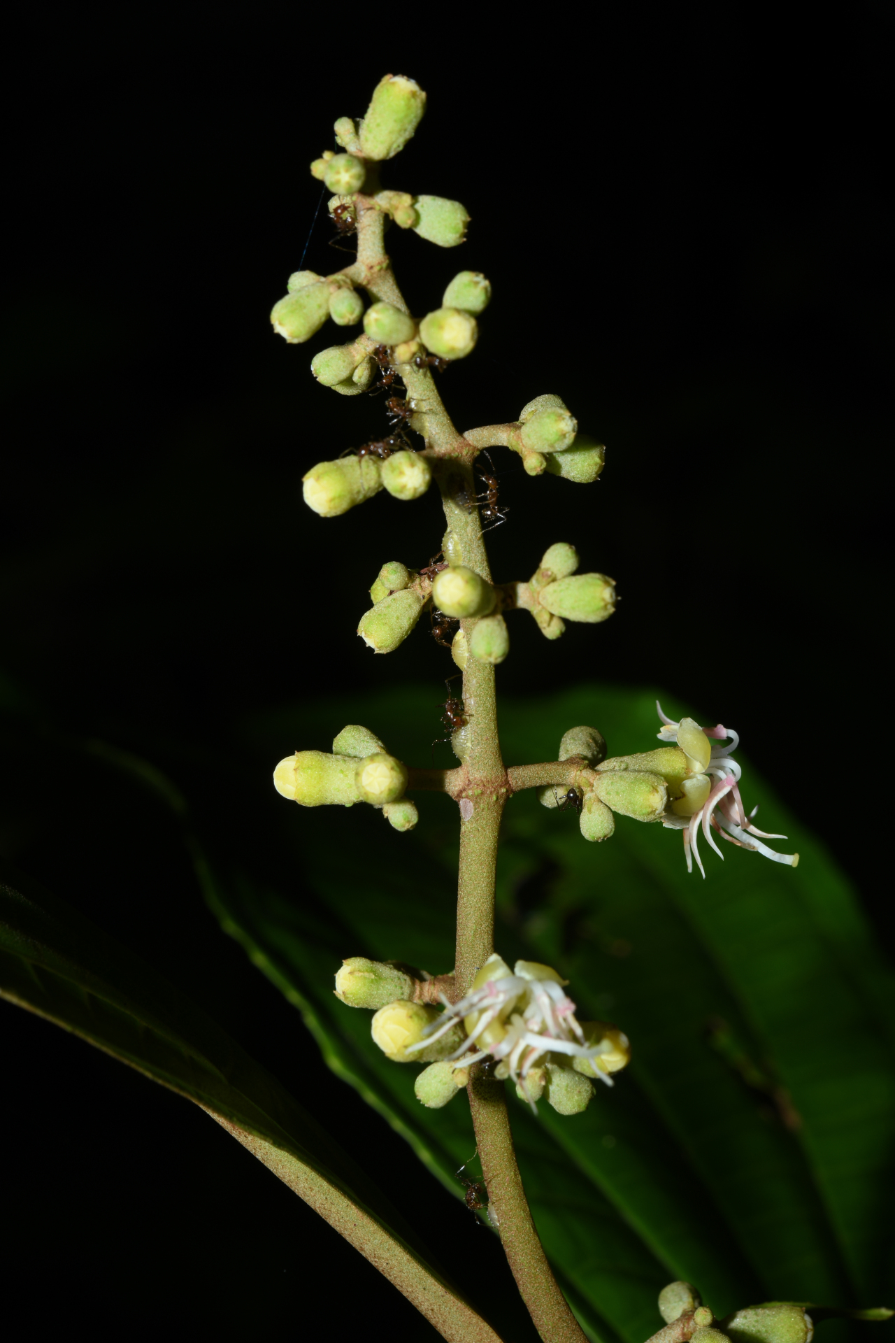 Miconia oldemanii Wurdack - Photo Bivouac Naturaliste