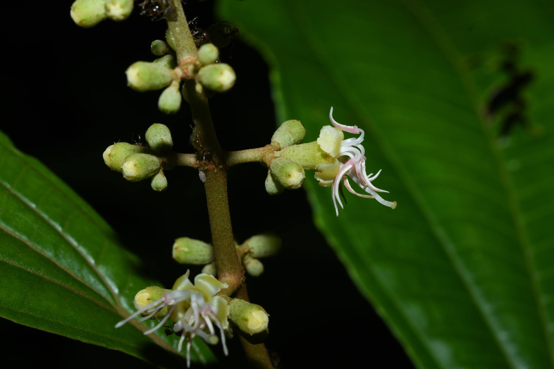 Miconia oldemanii Wurdack - Photo Bivouac Naturaliste