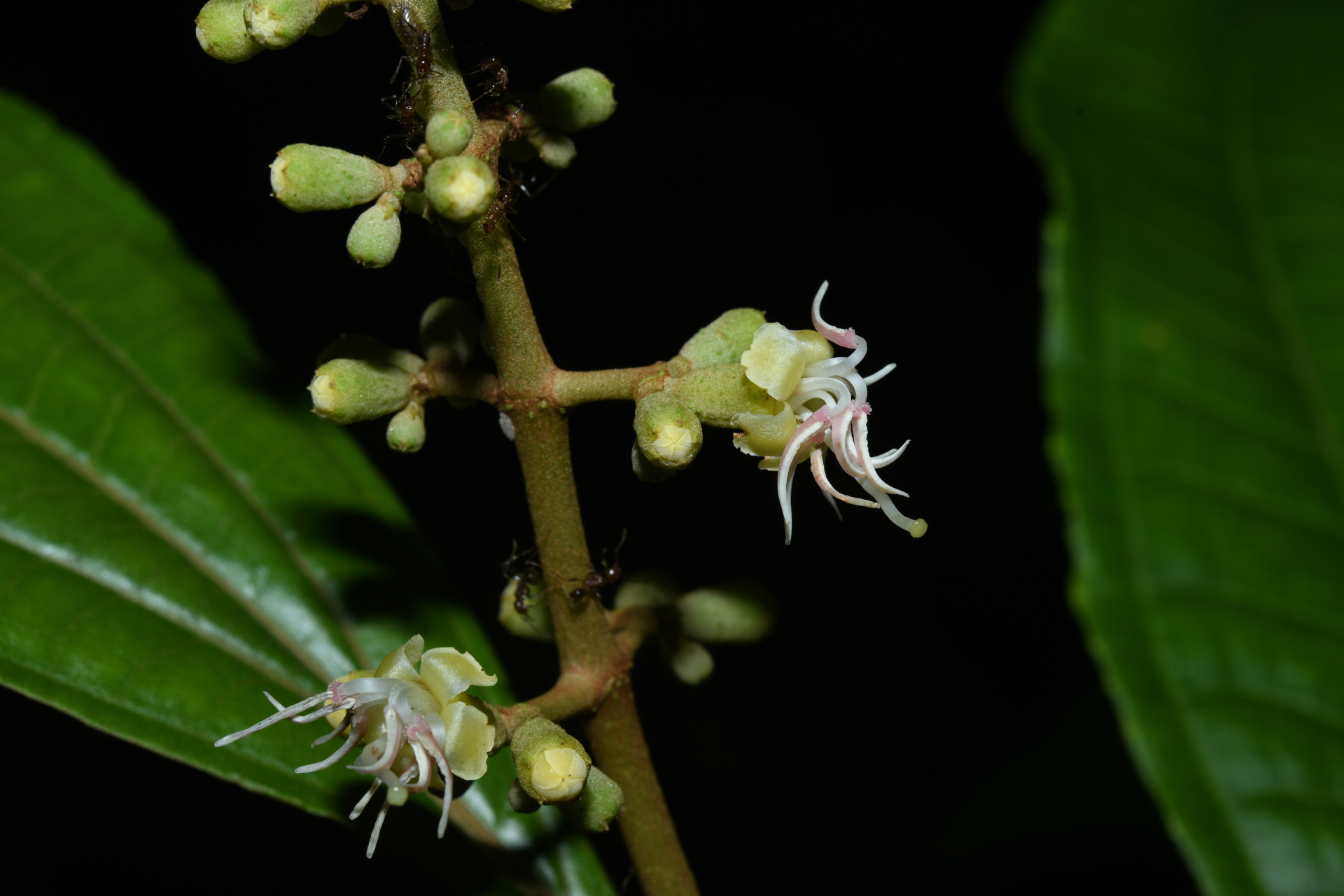 Miconia oldemanii Wurdack - Photo Bivouac Naturaliste