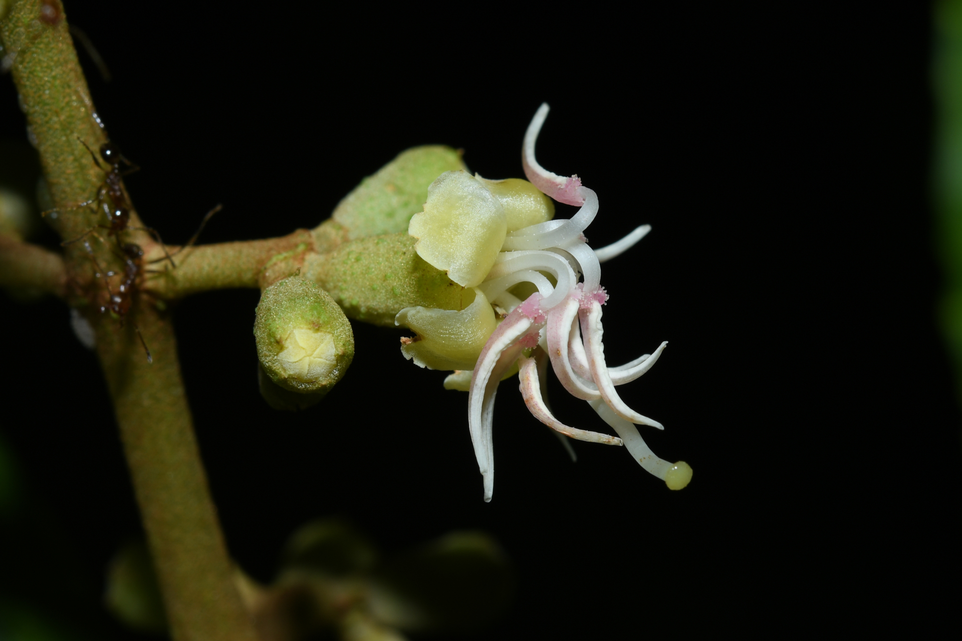 Miconia oldemanii Wurdack - Photo Bivouac Naturaliste