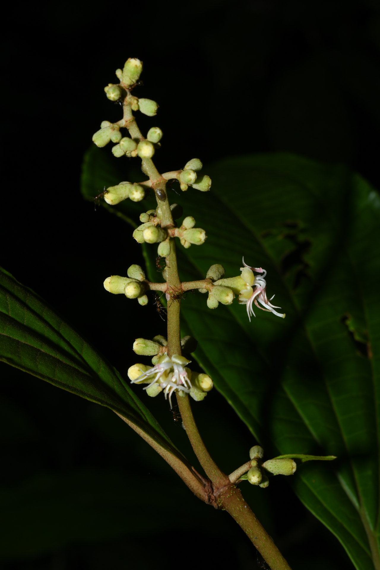 Miconia oldemanii Wurdack - Photo Bivouac Naturaliste