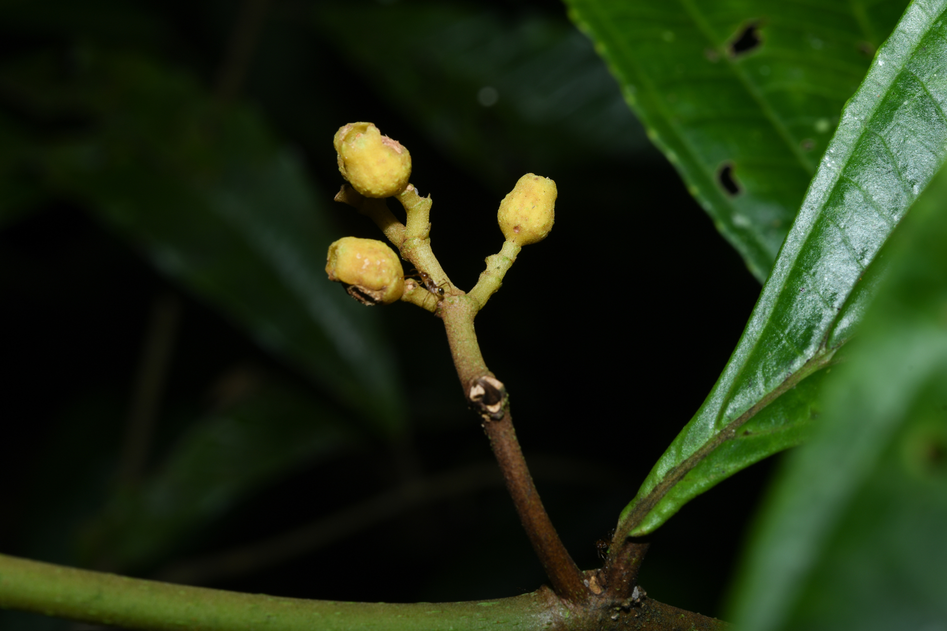 Miconia oldemanii Wurdack - Photo Bivouac Naturaliste