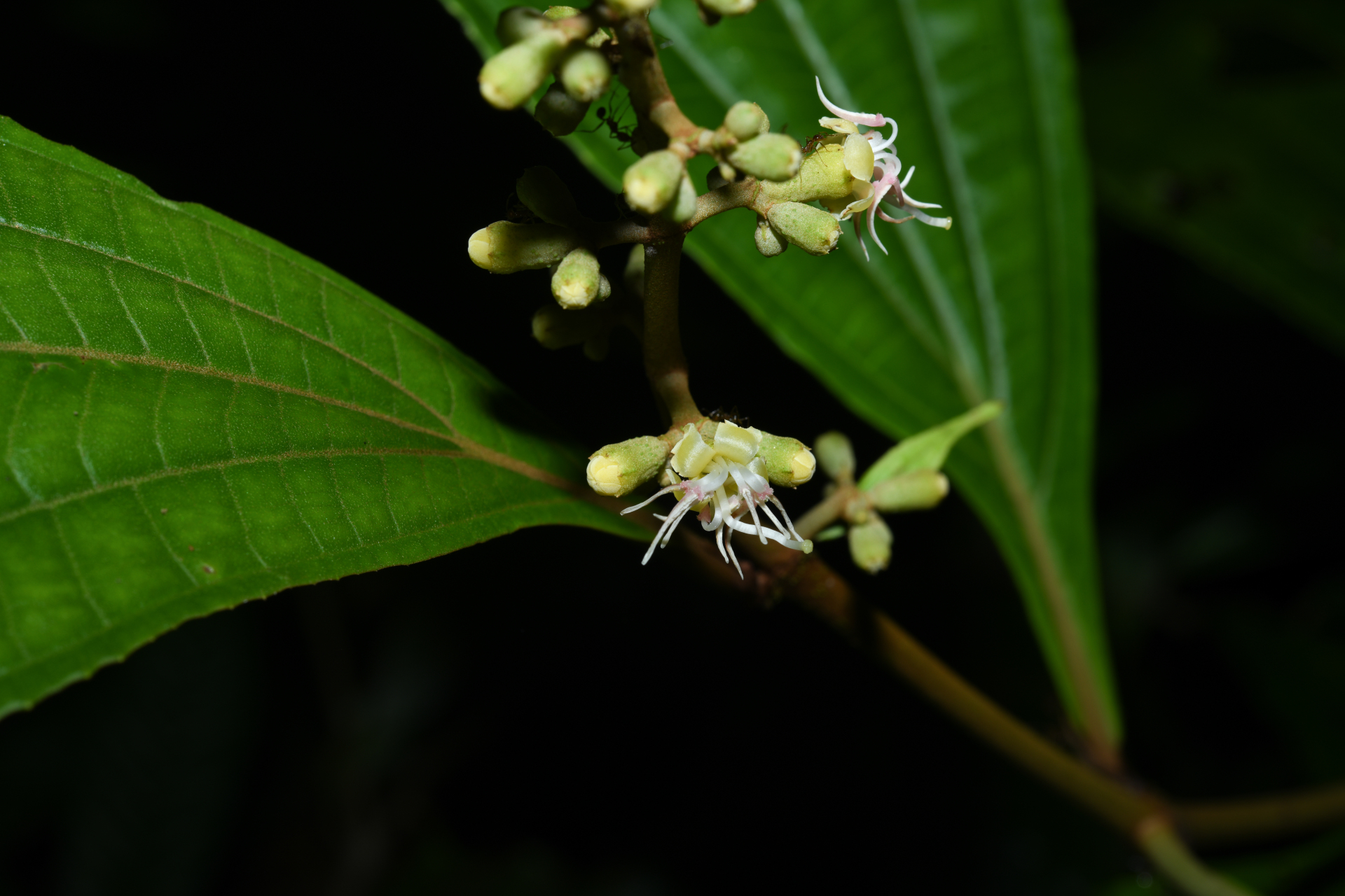 Miconia oldemanii Wurdack - Photo Bivouac Naturaliste