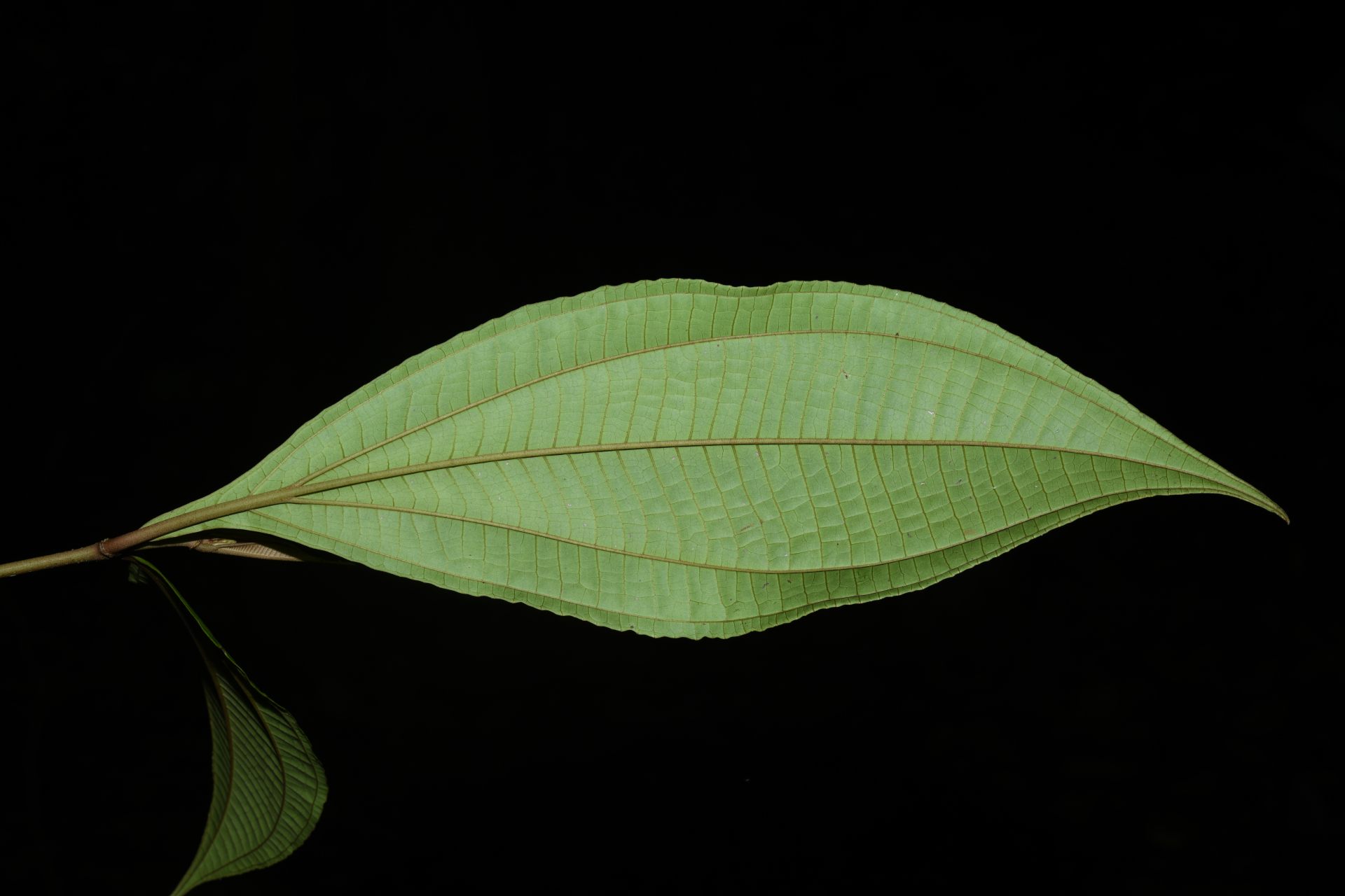 Miconia oldemanii Wurdack - Photo Bivouac Naturaliste