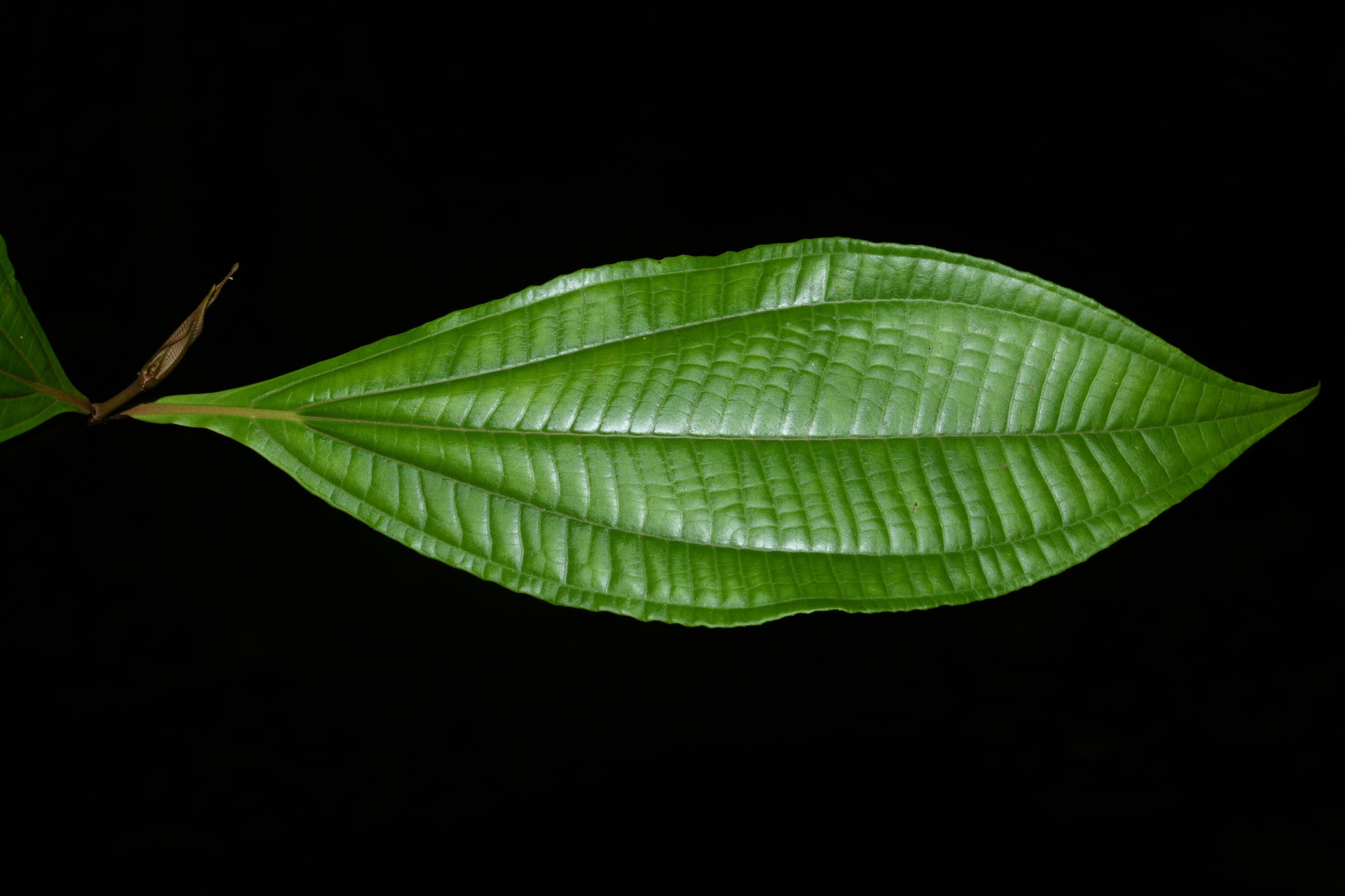 Miconia oldemanii Wurdack - Photo Bivouac Naturaliste