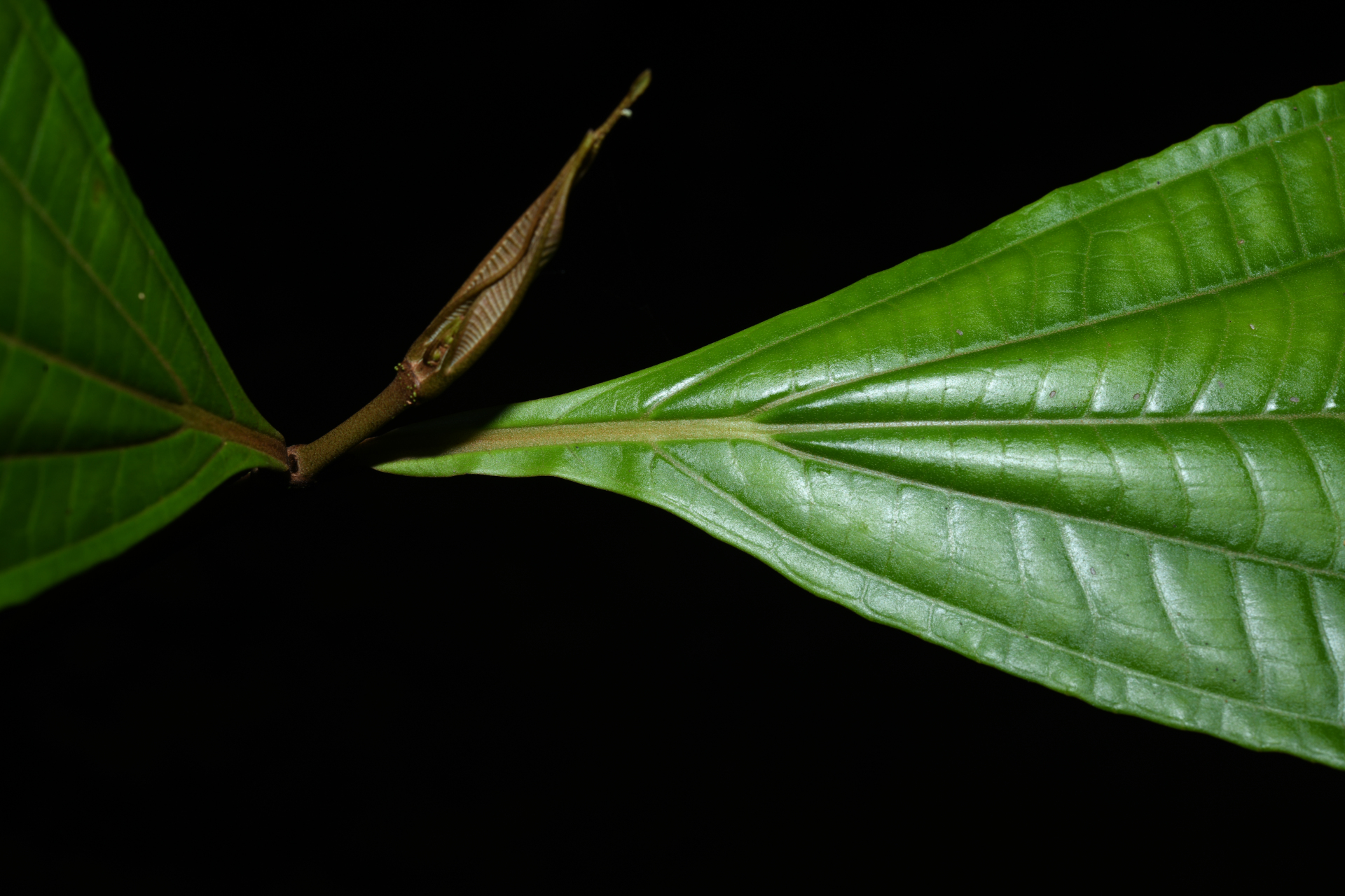 Miconia oldemanii Wurdack - Photo Bivouac Naturaliste