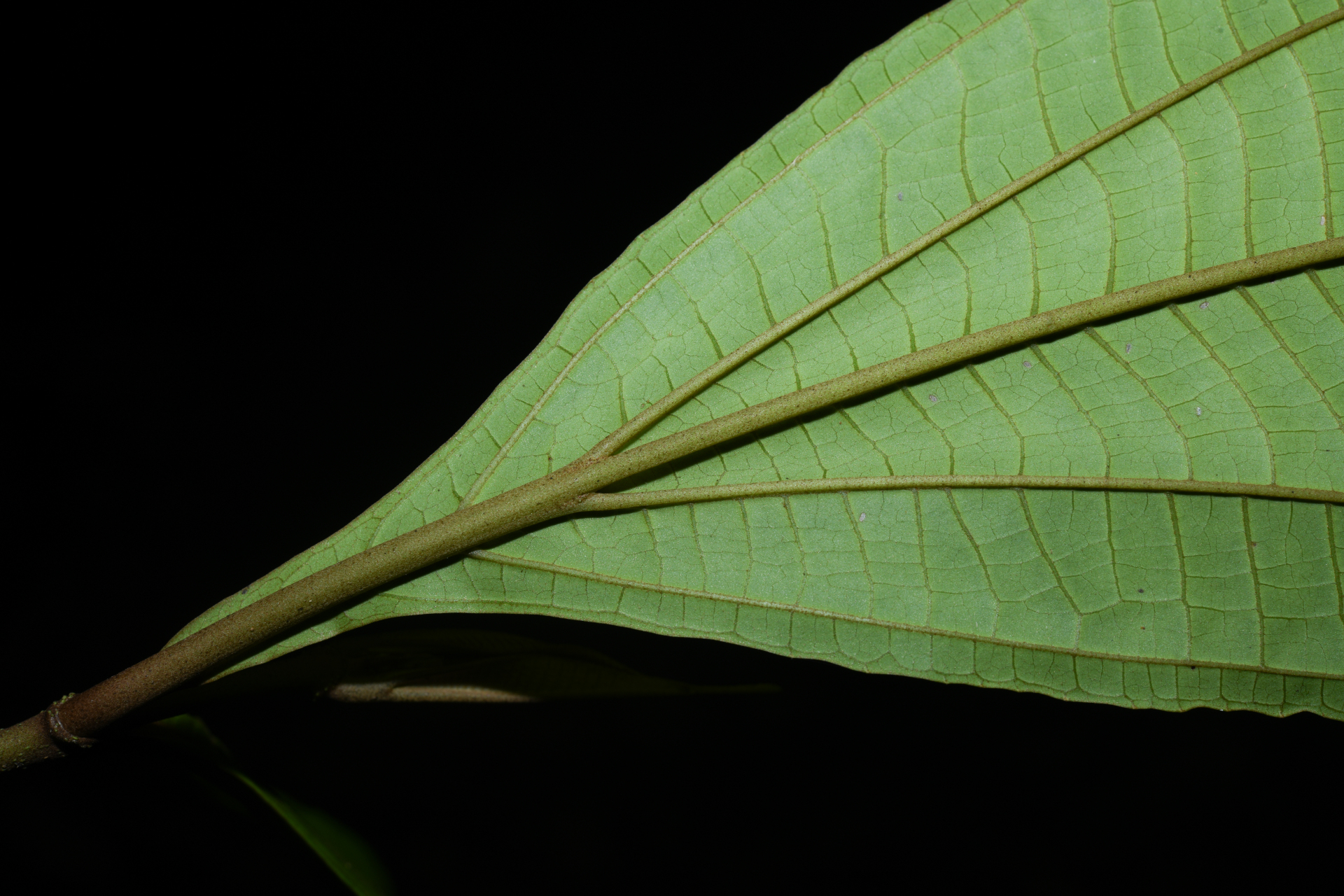 Miconia oldemanii Wurdack - Photo Bivouac Naturaliste