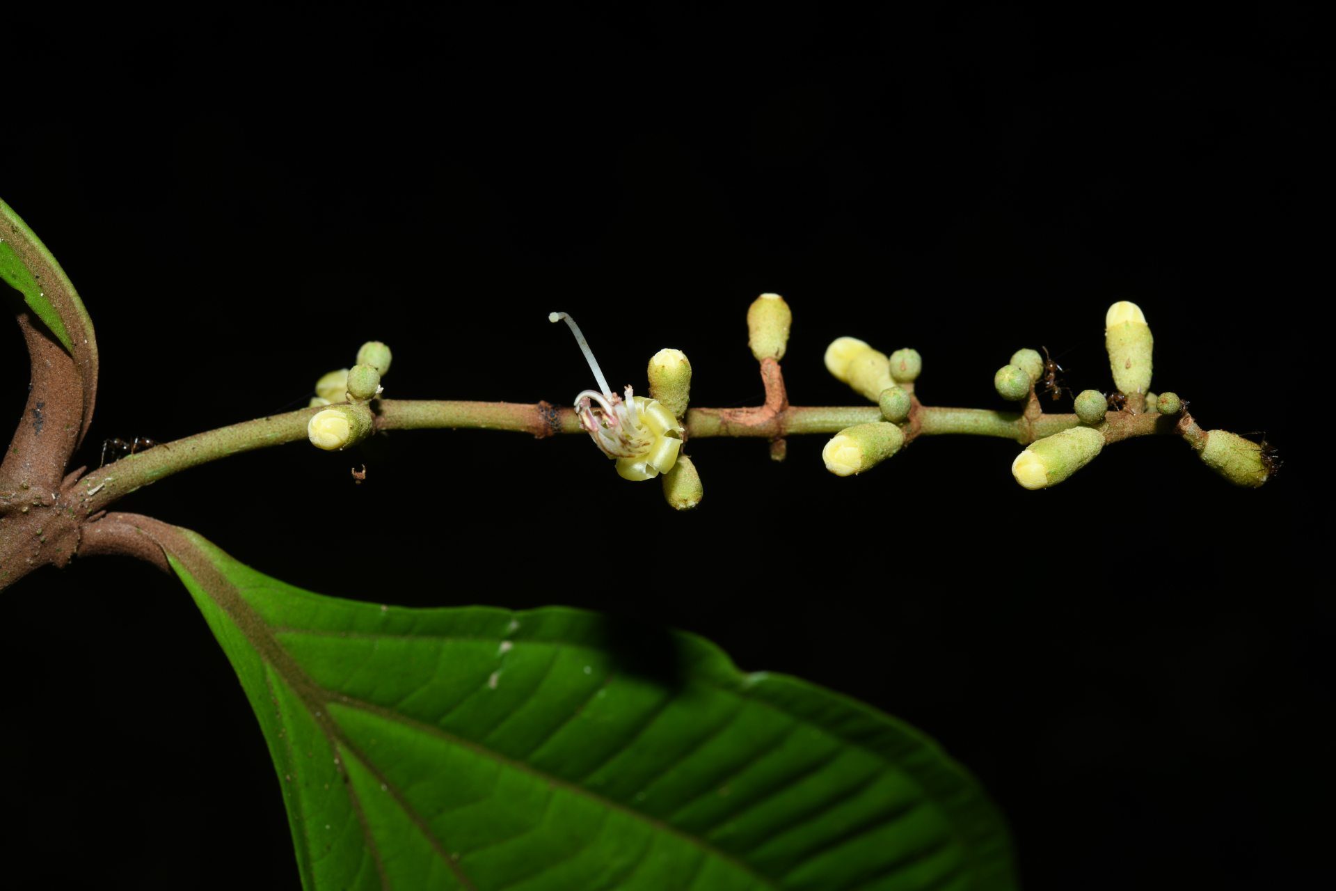 Miconia oldemanii Wurdack - Photo Bivouac Naturaliste