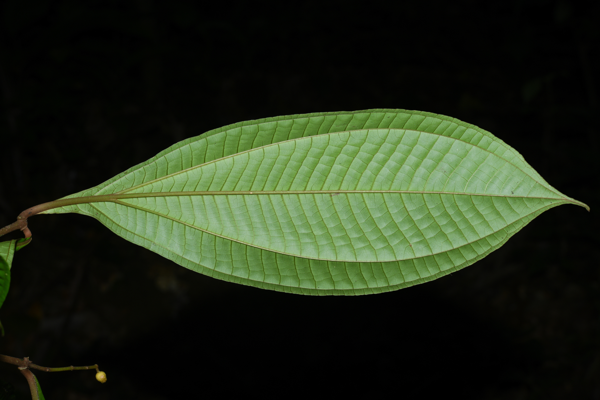 Miconia oldemanii Wurdack - Photo Bivouac Naturaliste