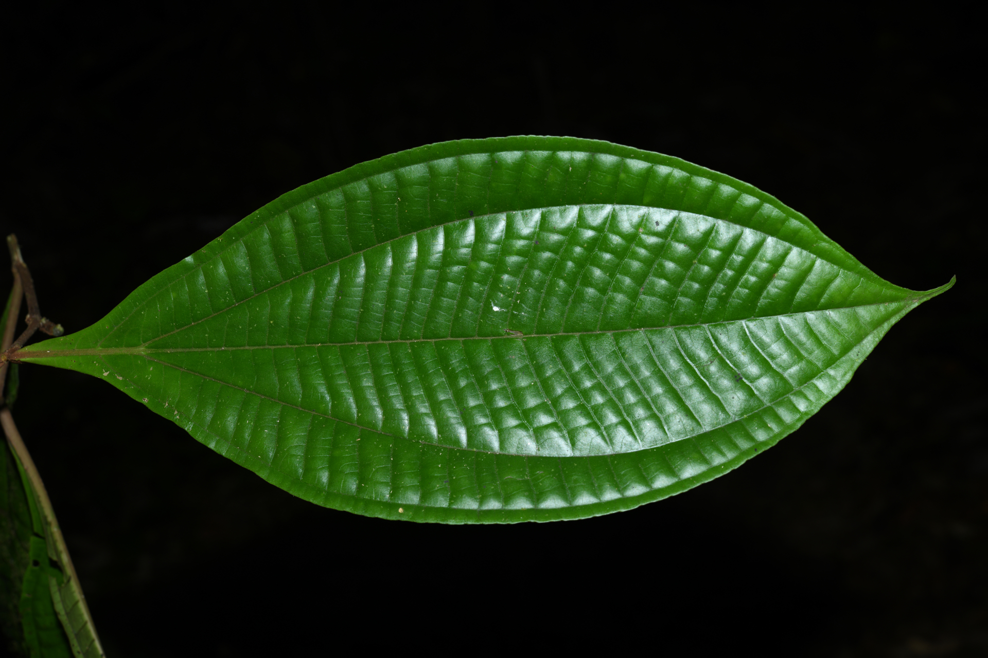 Miconia oldemanii Wurdack - Photo Bivouac Naturaliste