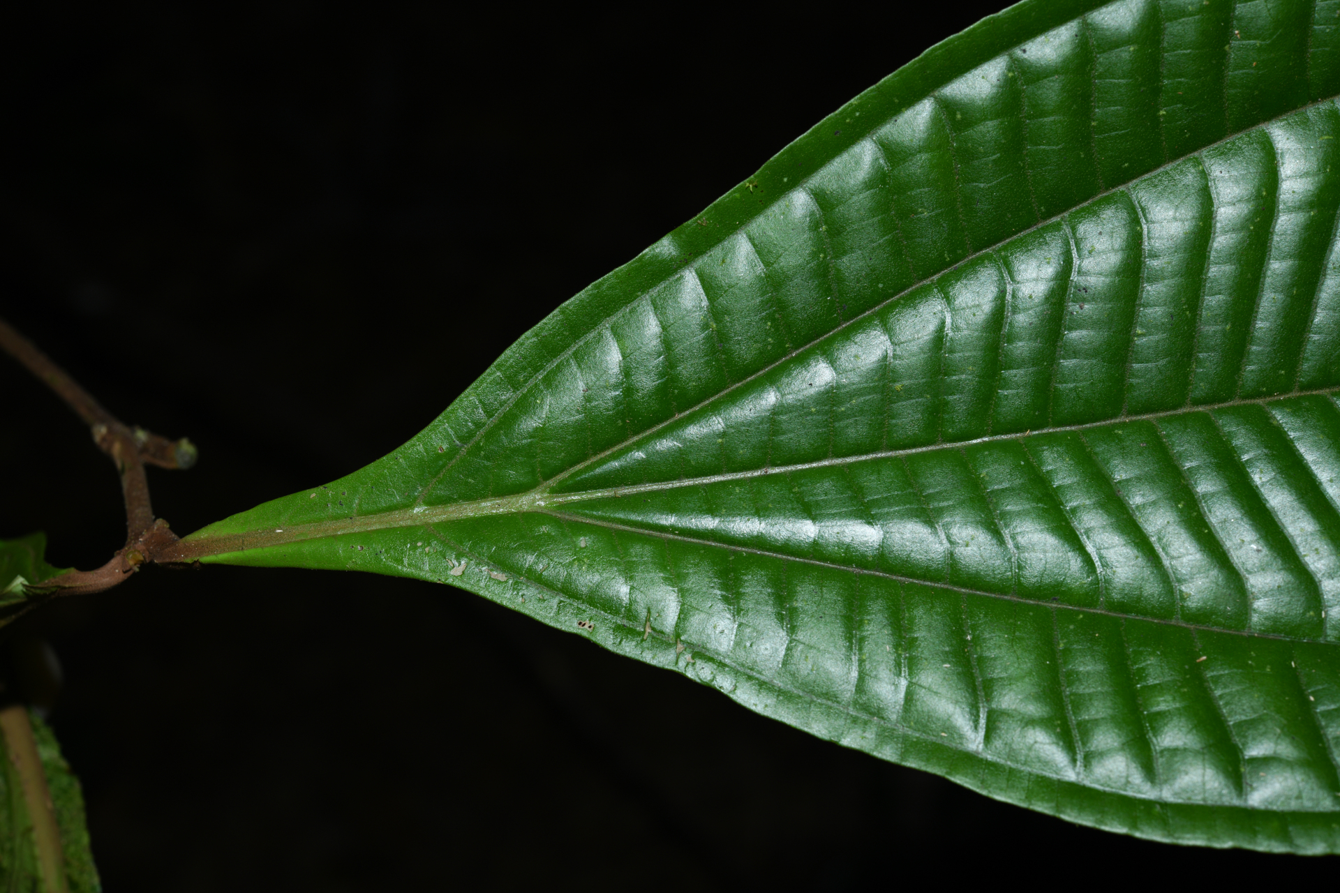 Miconia oldemanii Wurdack - Photo Bivouac Naturaliste