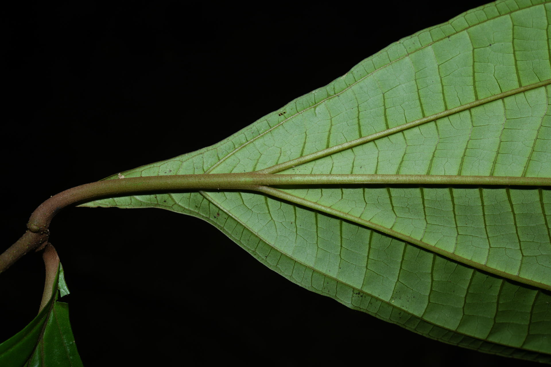 Miconia oldemanii Wurdack - Photo Bivouac Naturaliste