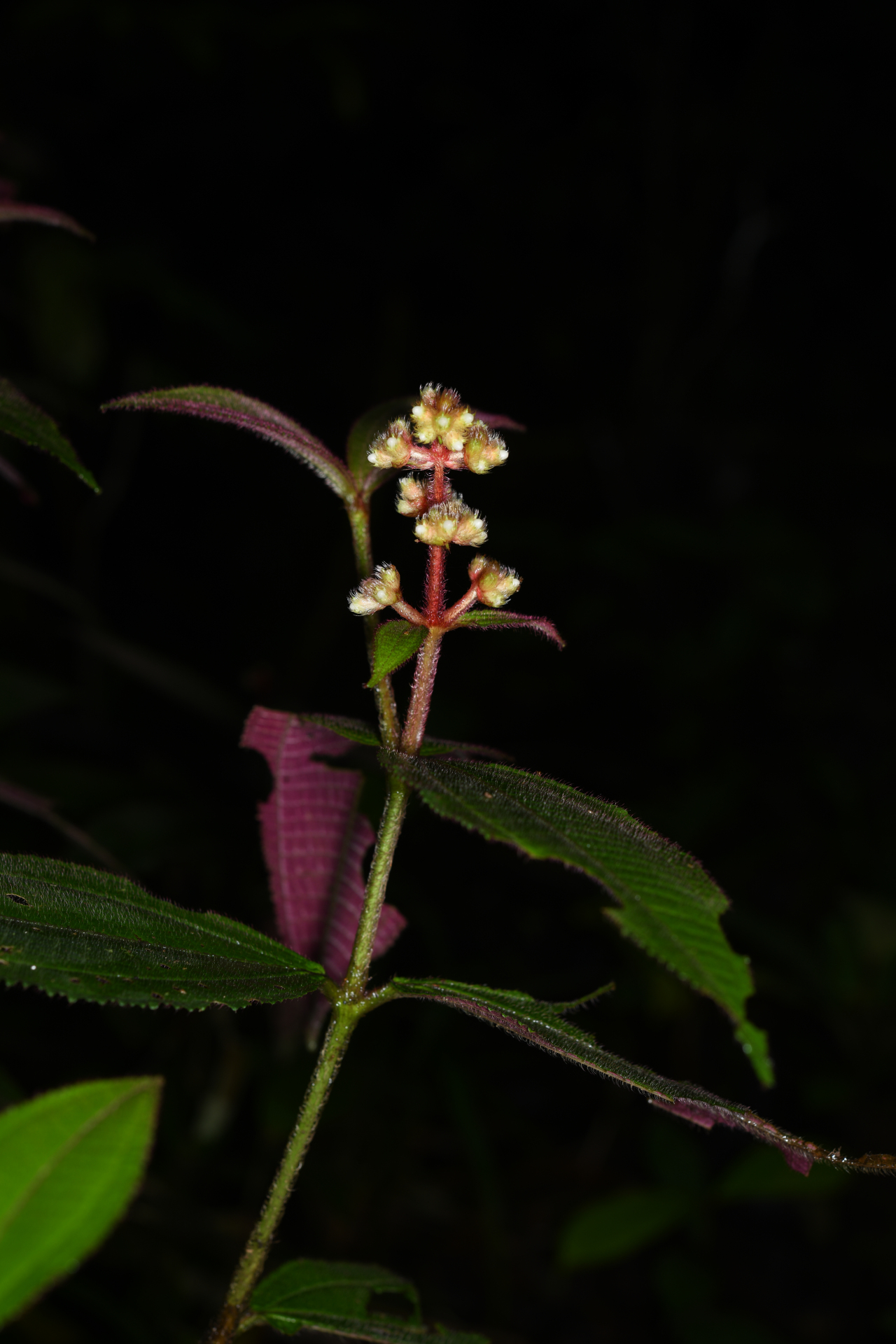 Miconia mutabilis (DC.) Triana - Photo Bivouac Naturaliste