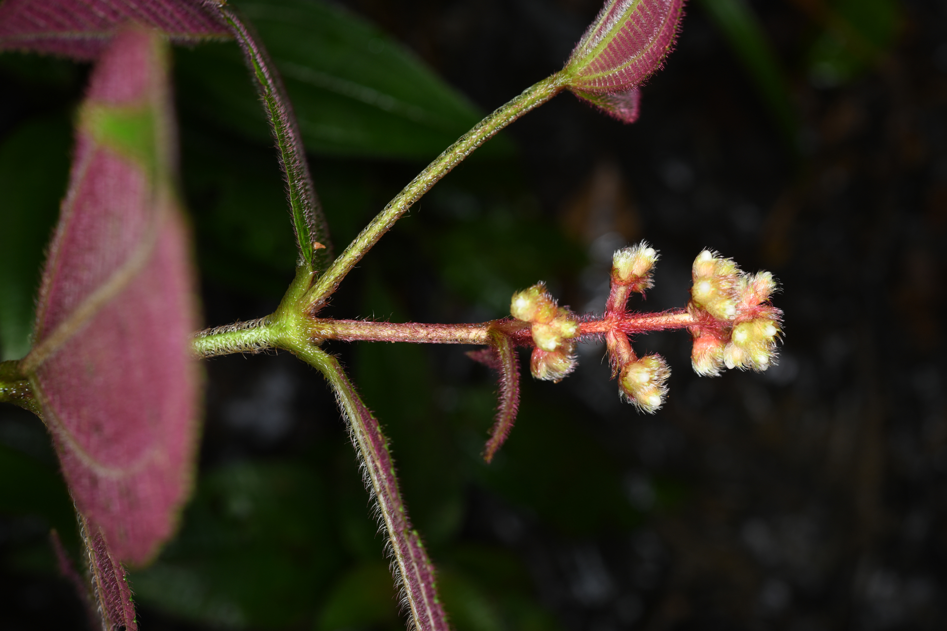 Miconia mutabilis (DC.) Triana - Photo Bivouac Naturaliste