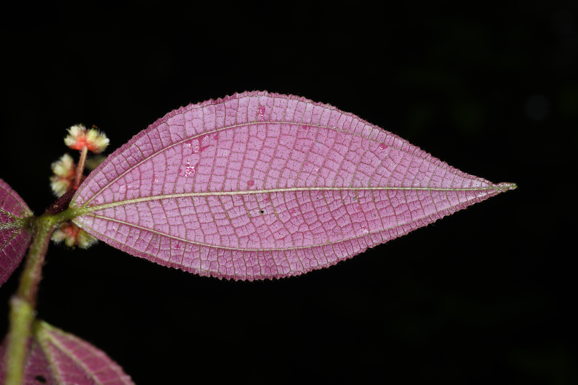 Miconia mutabilis (DC.) Triana - Photo Bivouac Naturaliste