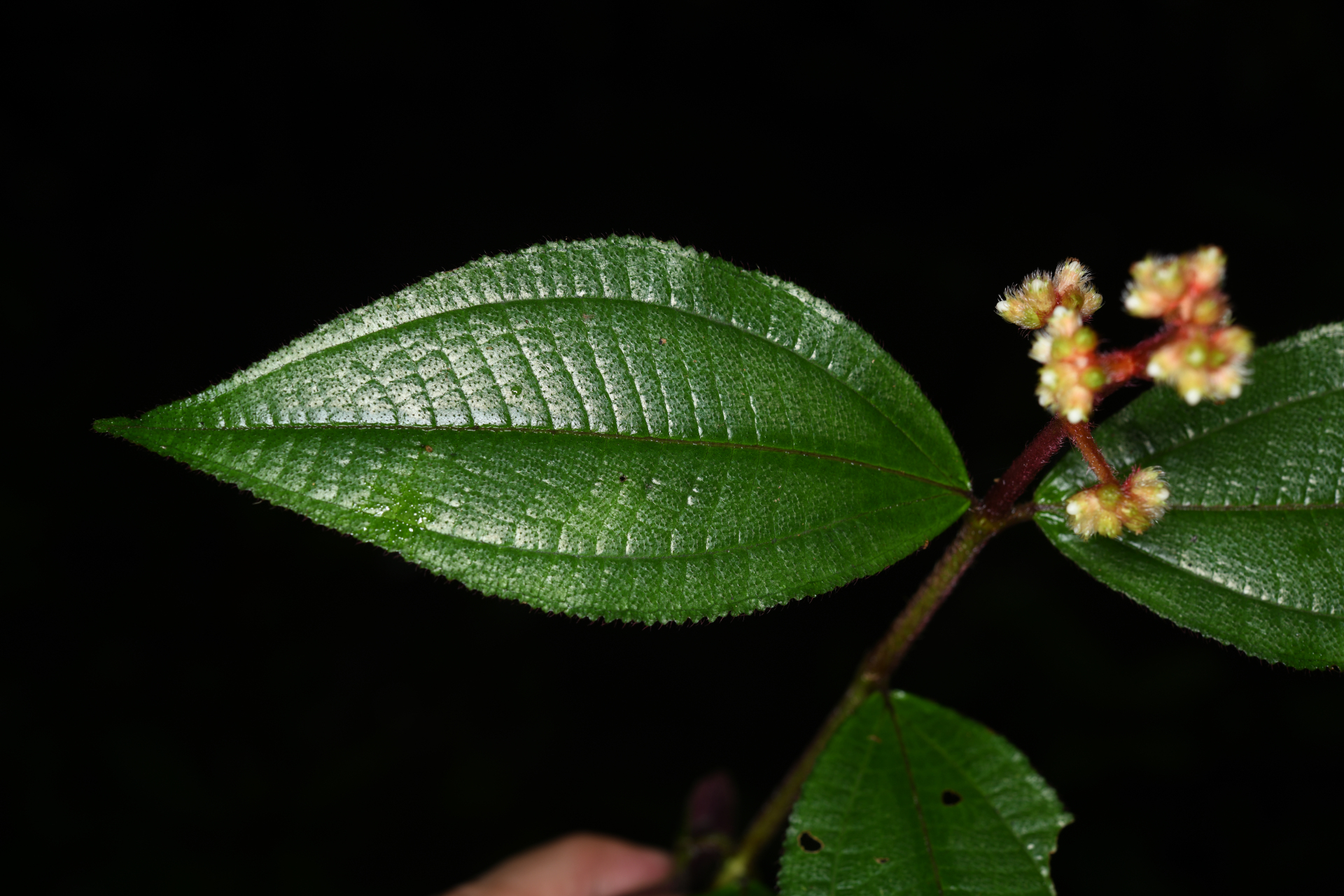 Miconia mutabilis (DC.) Triana - Photo Bivouac Naturaliste