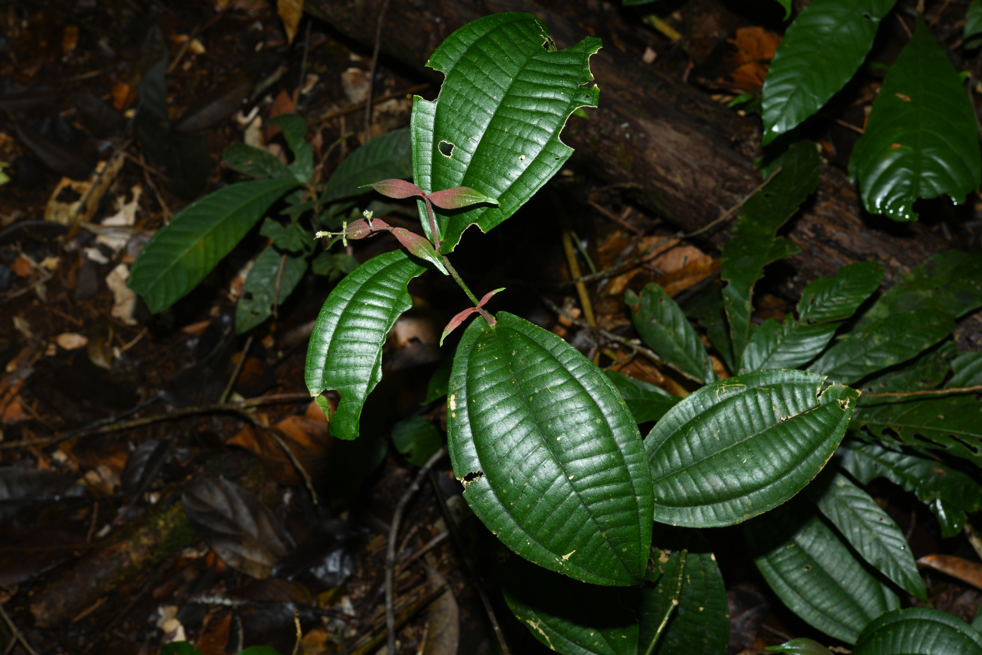 Miconia aliquantula Wurdack - Photo Bivouac Naturaliste