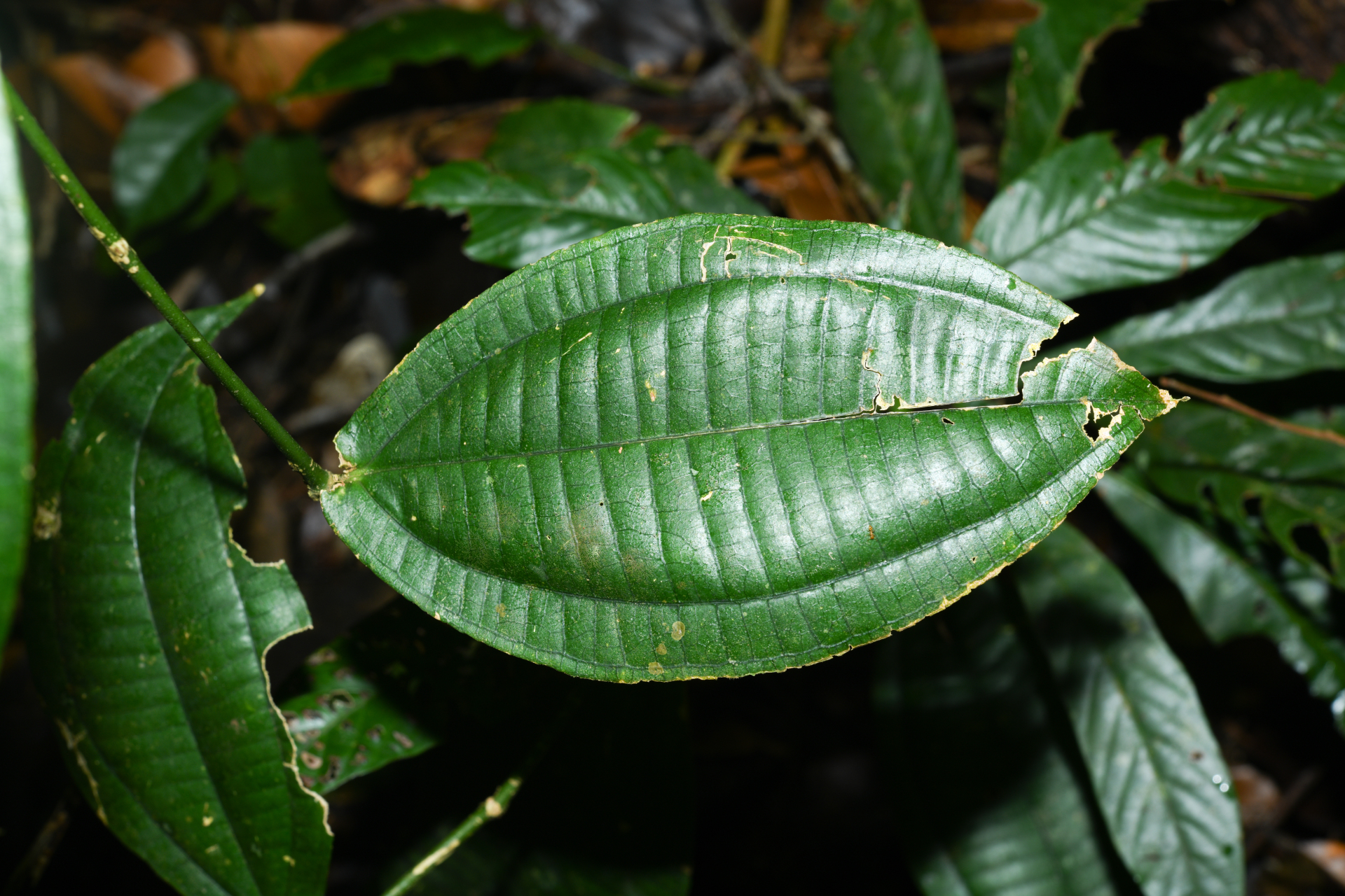 Miconia aliquantula Wurdack - Photo Bivouac Naturaliste